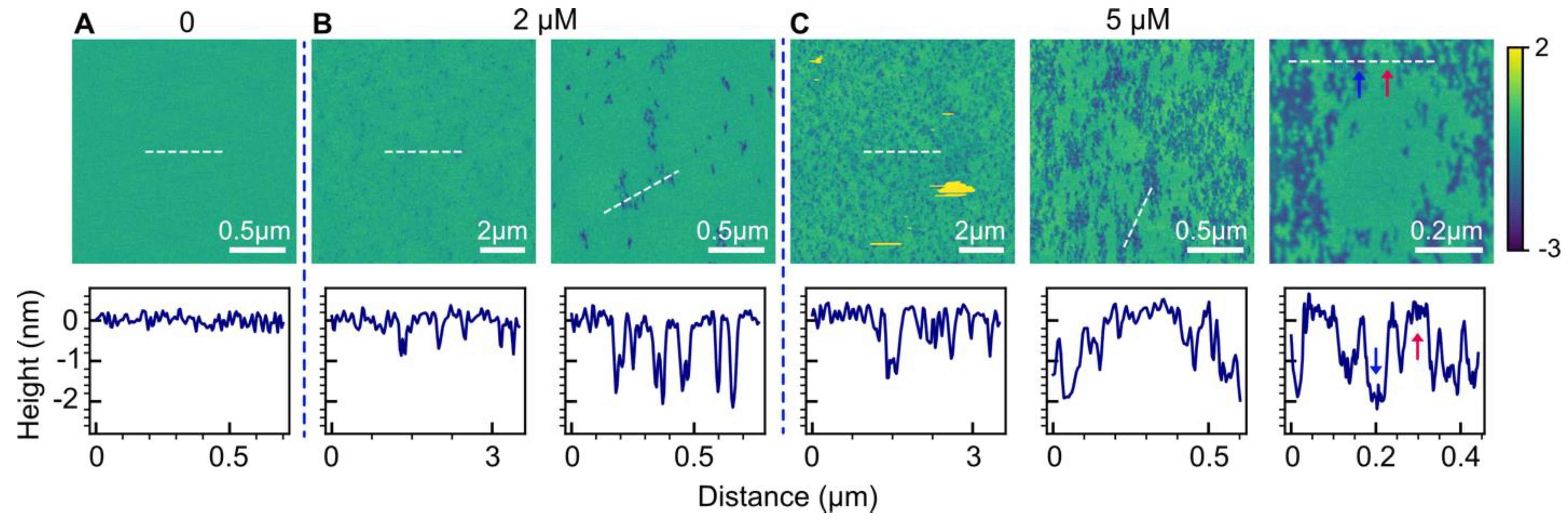Biophysica 03 00040 g001