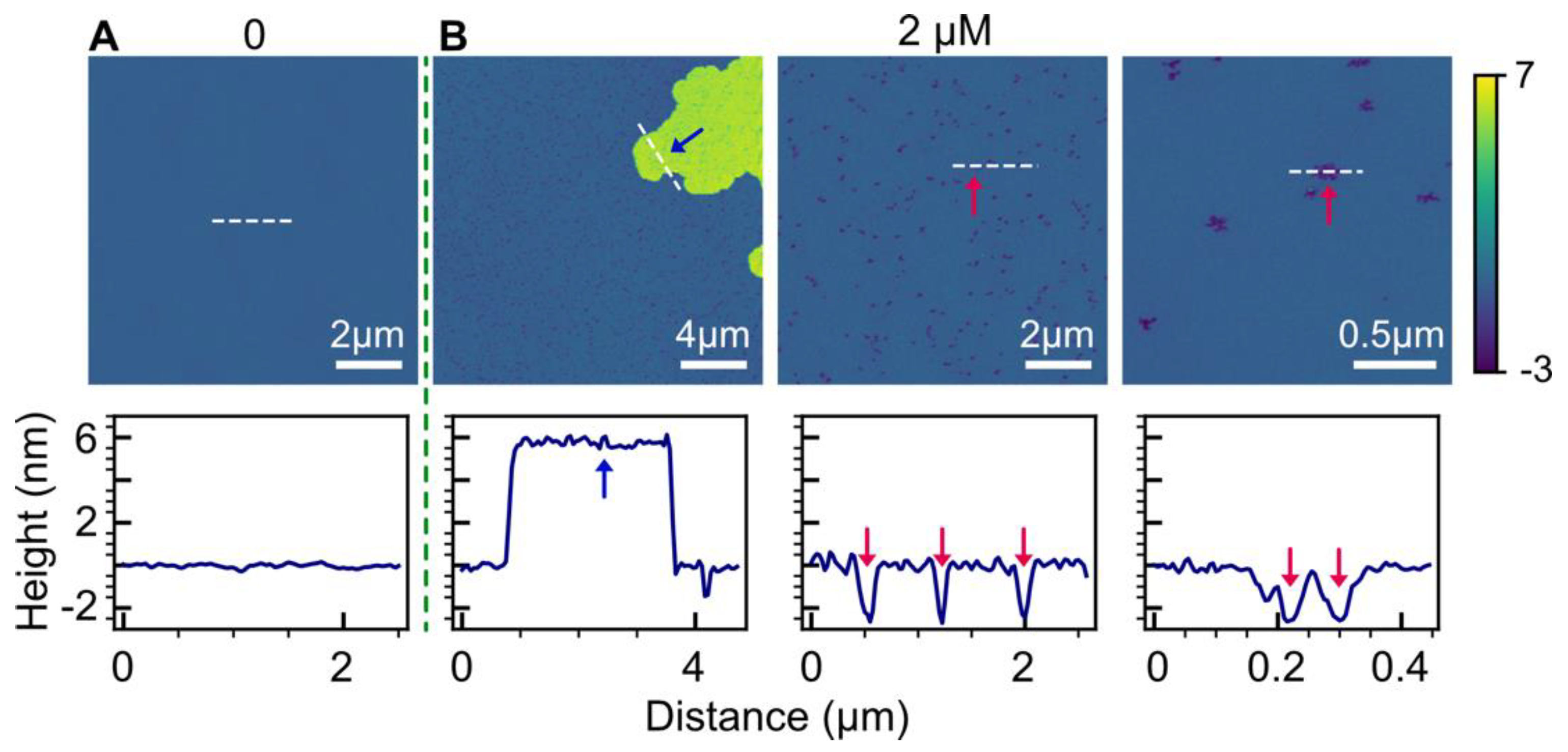 Biophysica 03 00040 g004