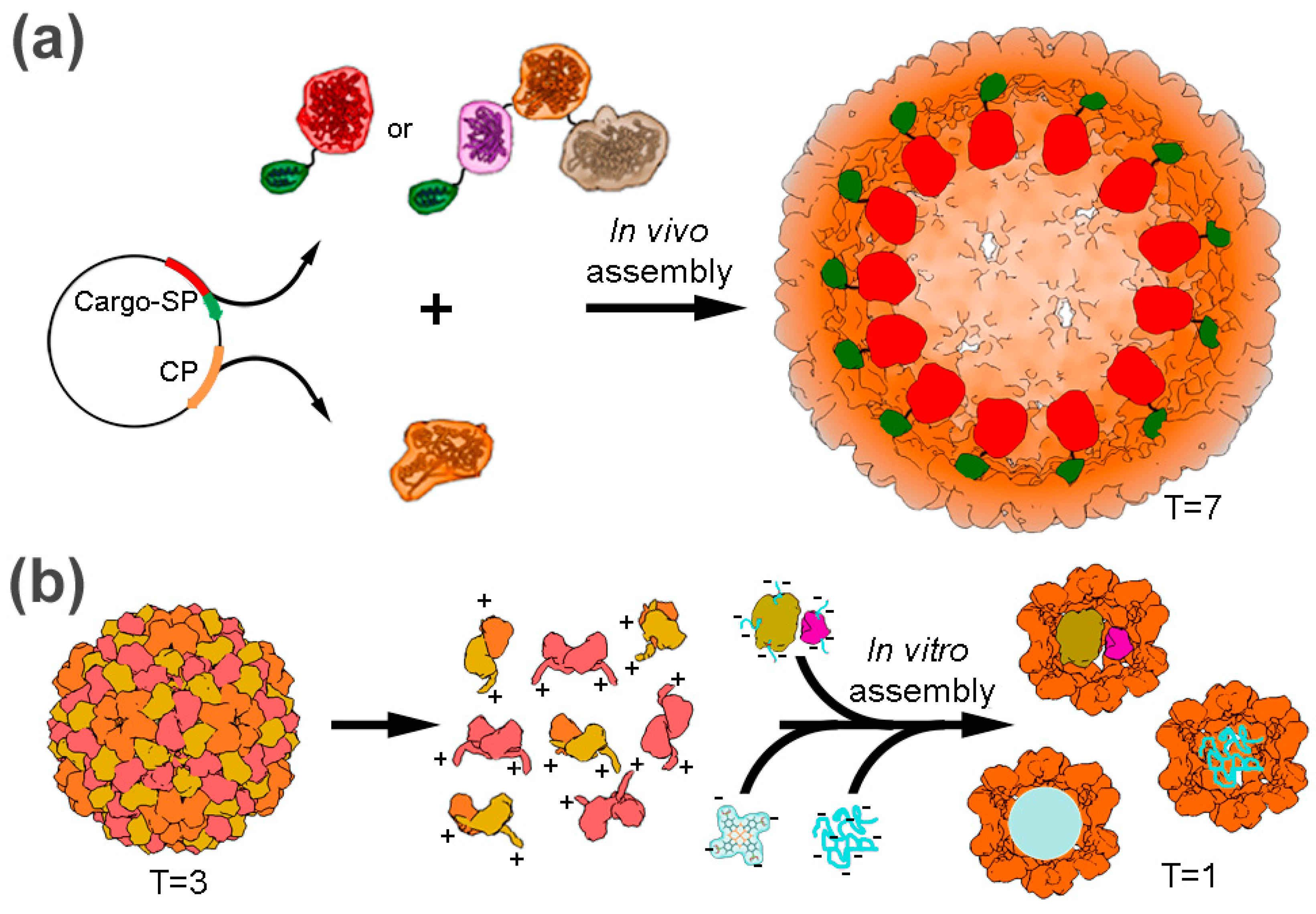 Biophysica 03 00041 g004