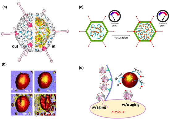 Cryo-EM structures show the mechanistic basis of pan-peptidase inhibition  by human α2-macroglobulin