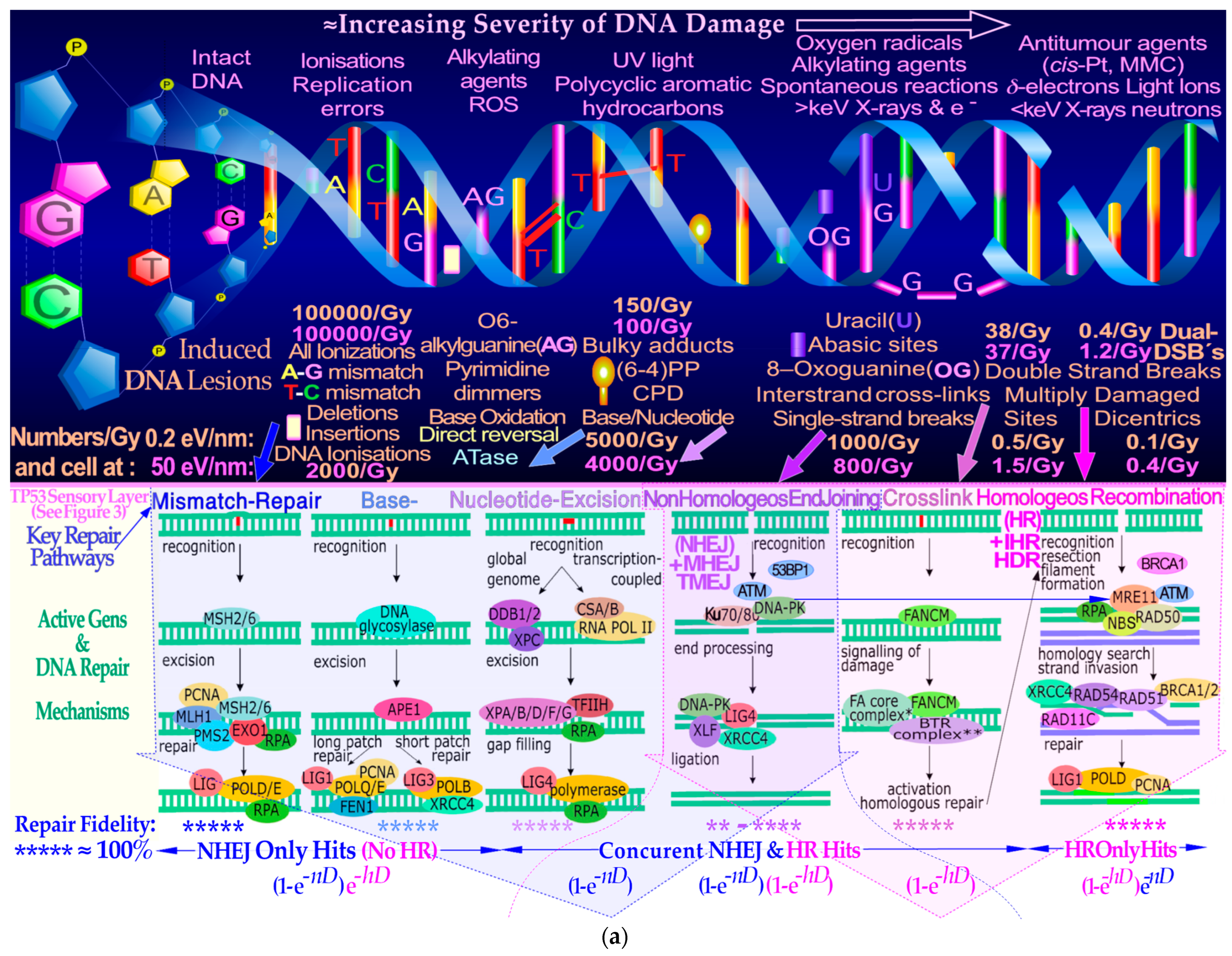 Biophysica 03 00045 g002a