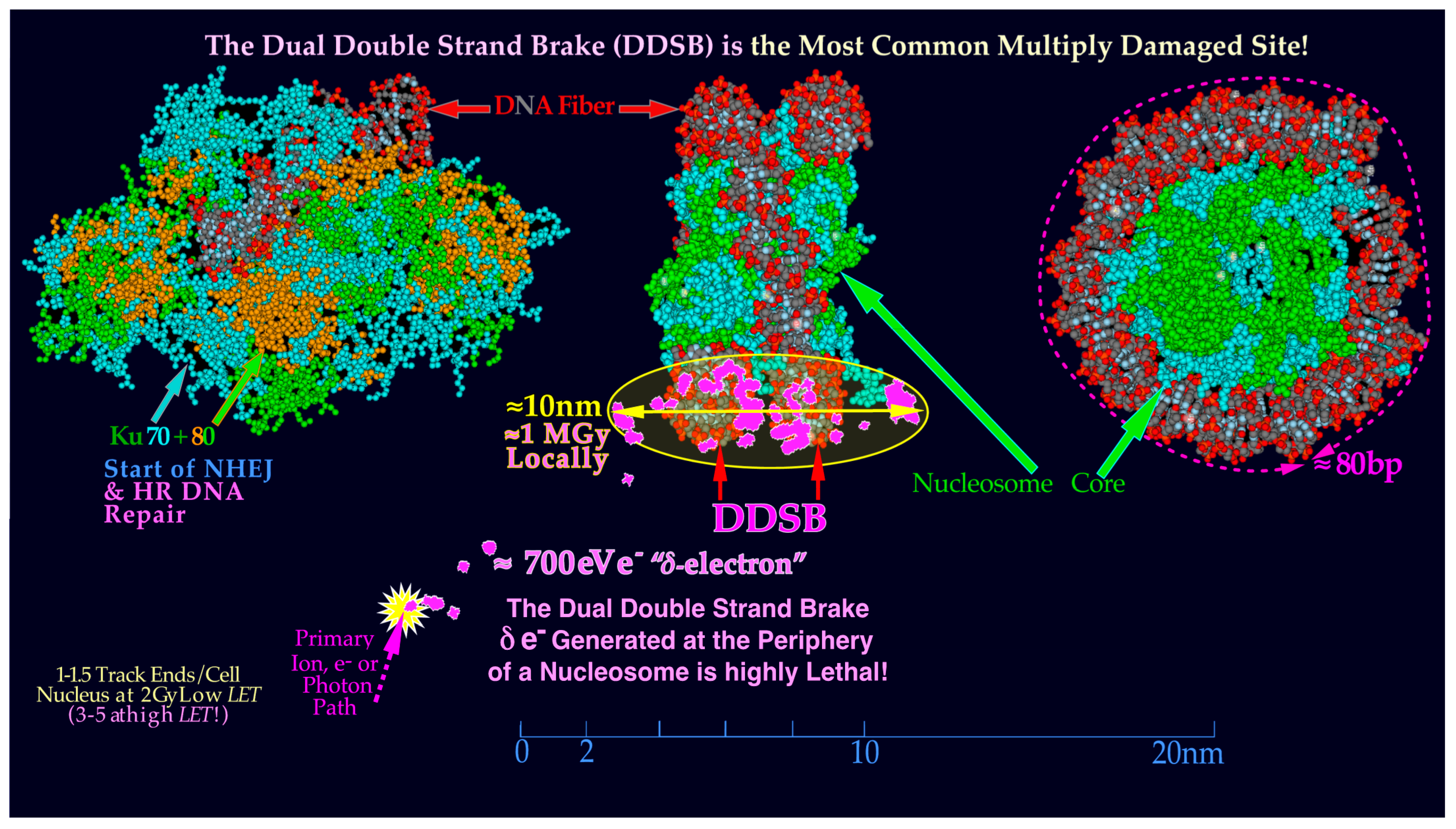 Biophysica 03 00045 g007