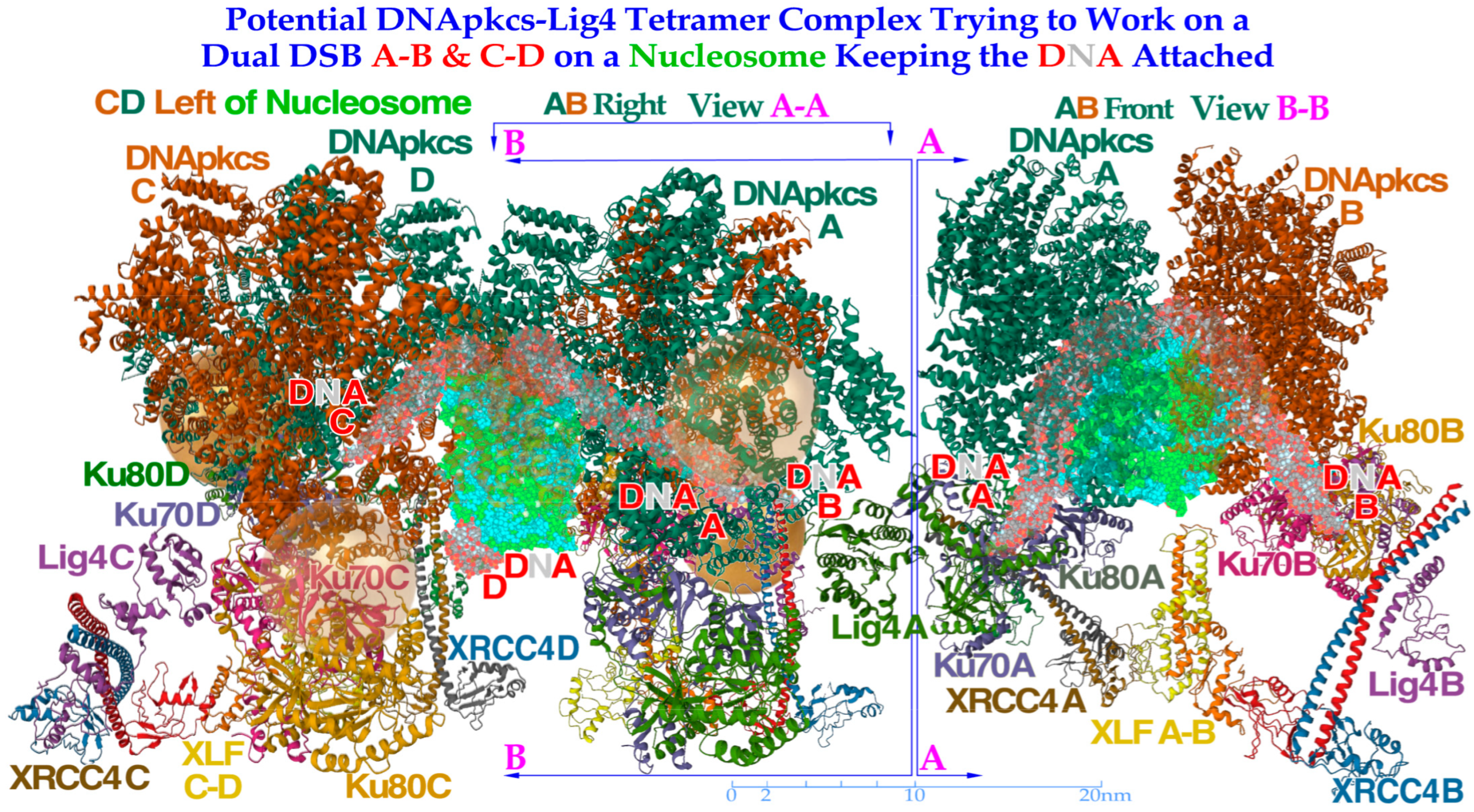 Biophysica 03 00045 g010