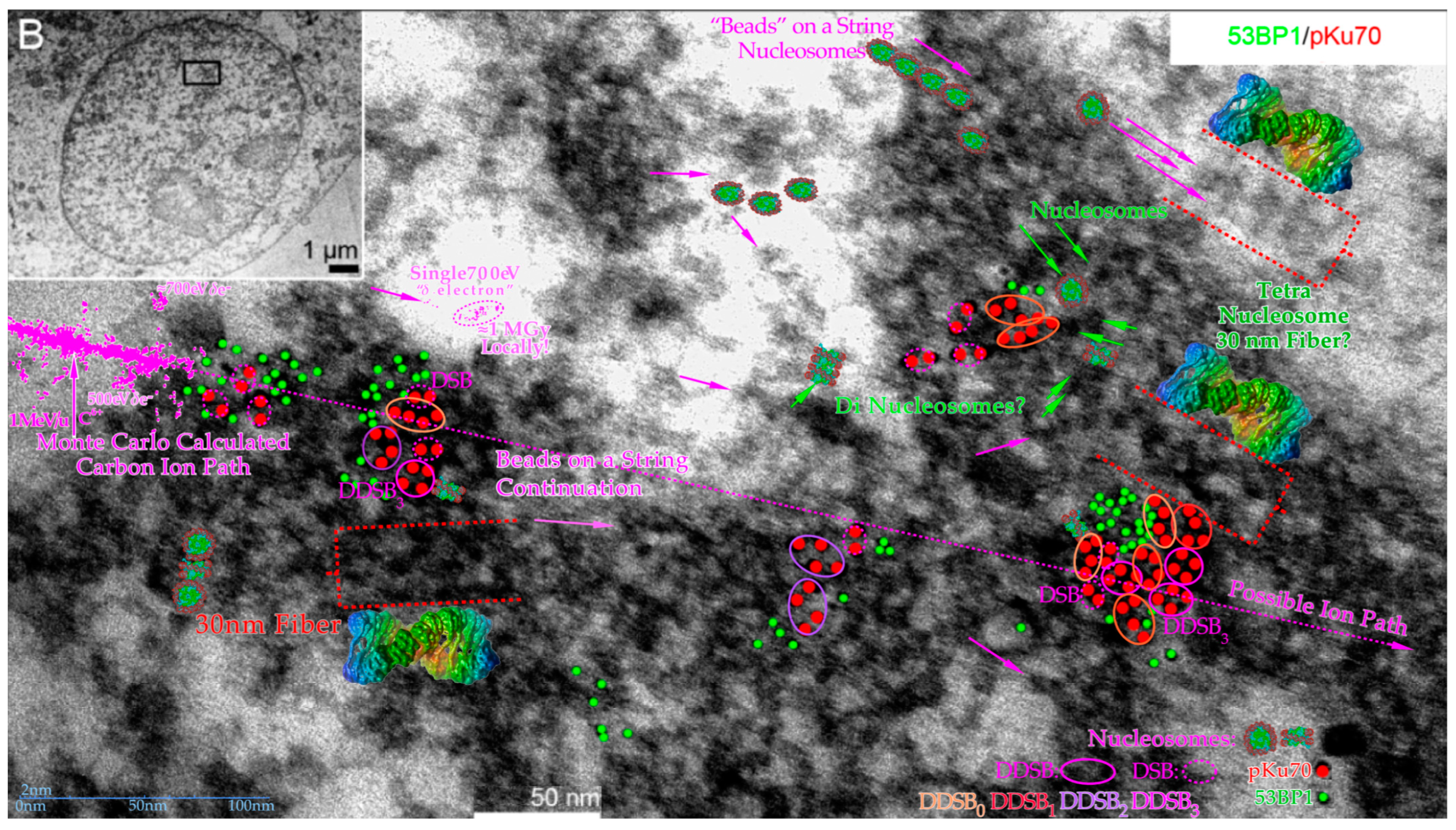 Biophysica 03 00045 g011