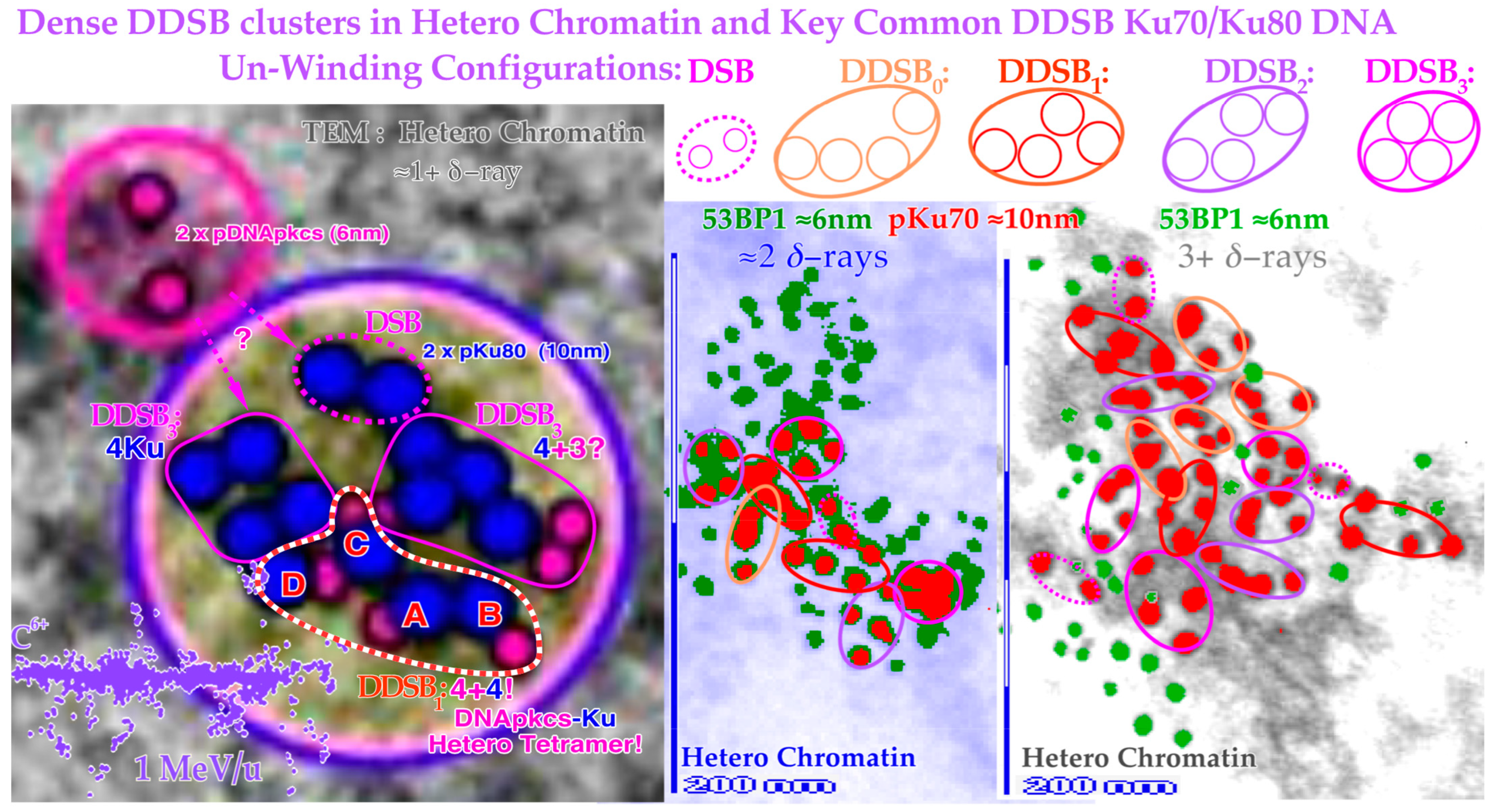 Biophysica 03 00045 g013