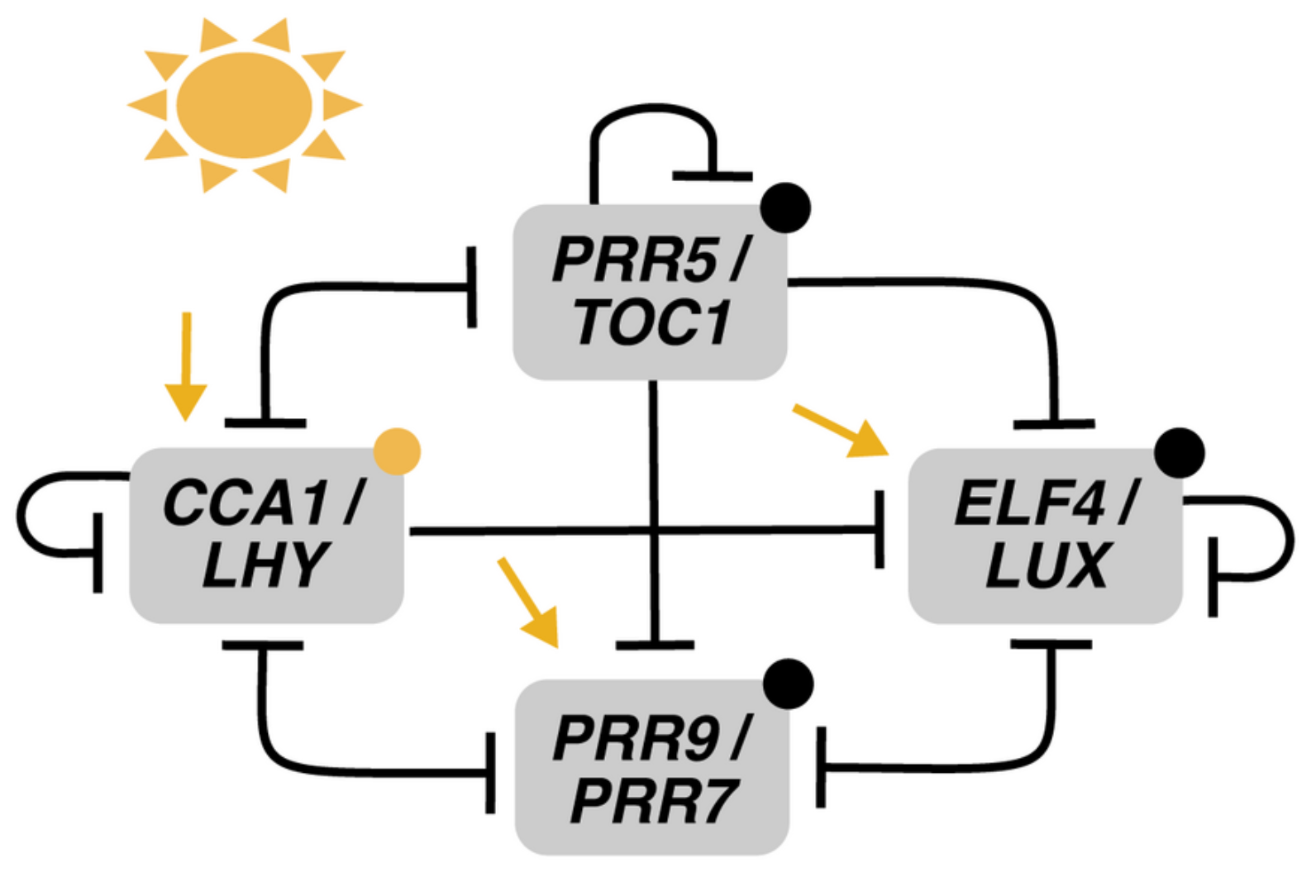 Biophysica 04 00019 g010