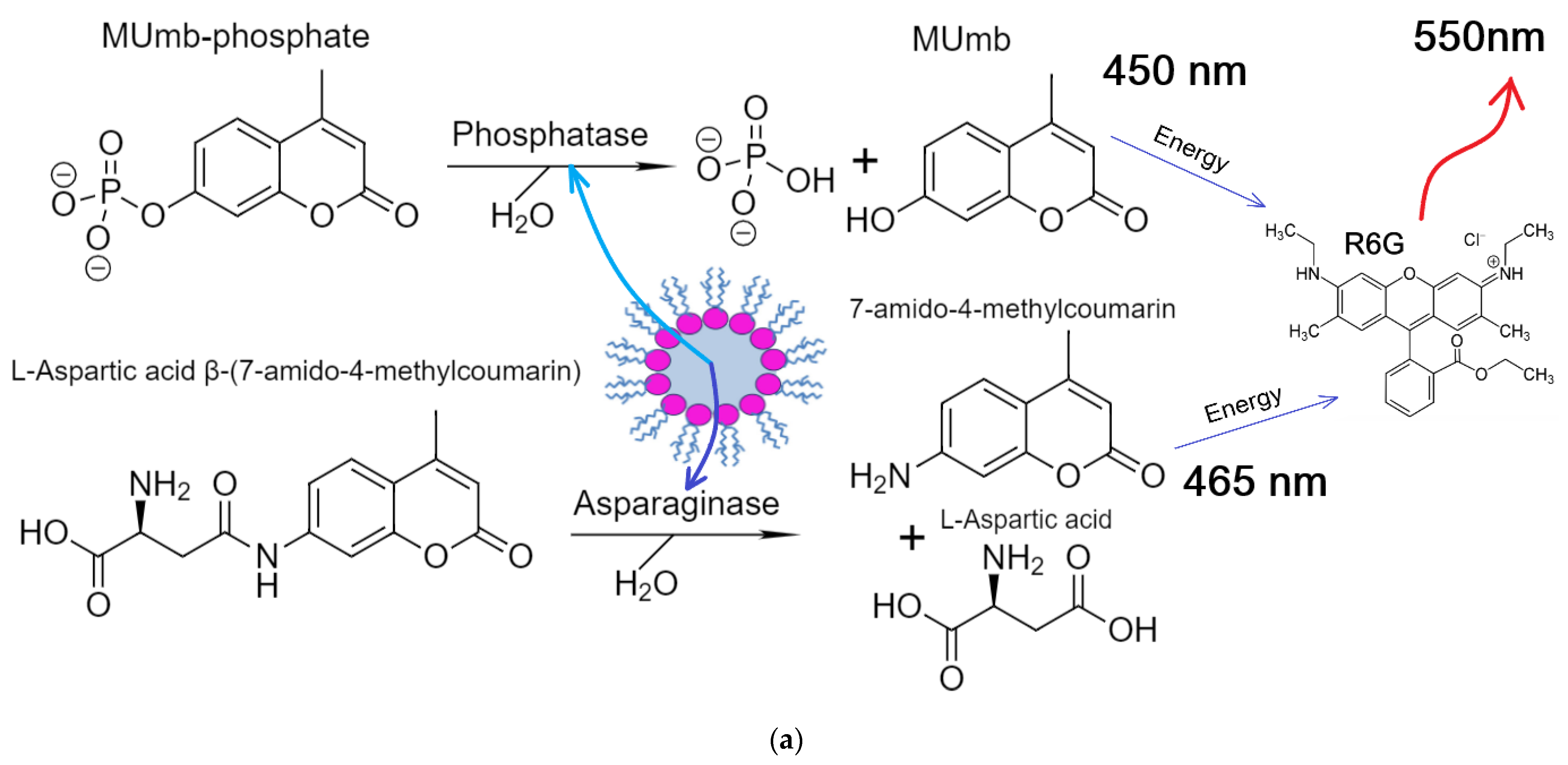 Biophysica 04 00024 g004a