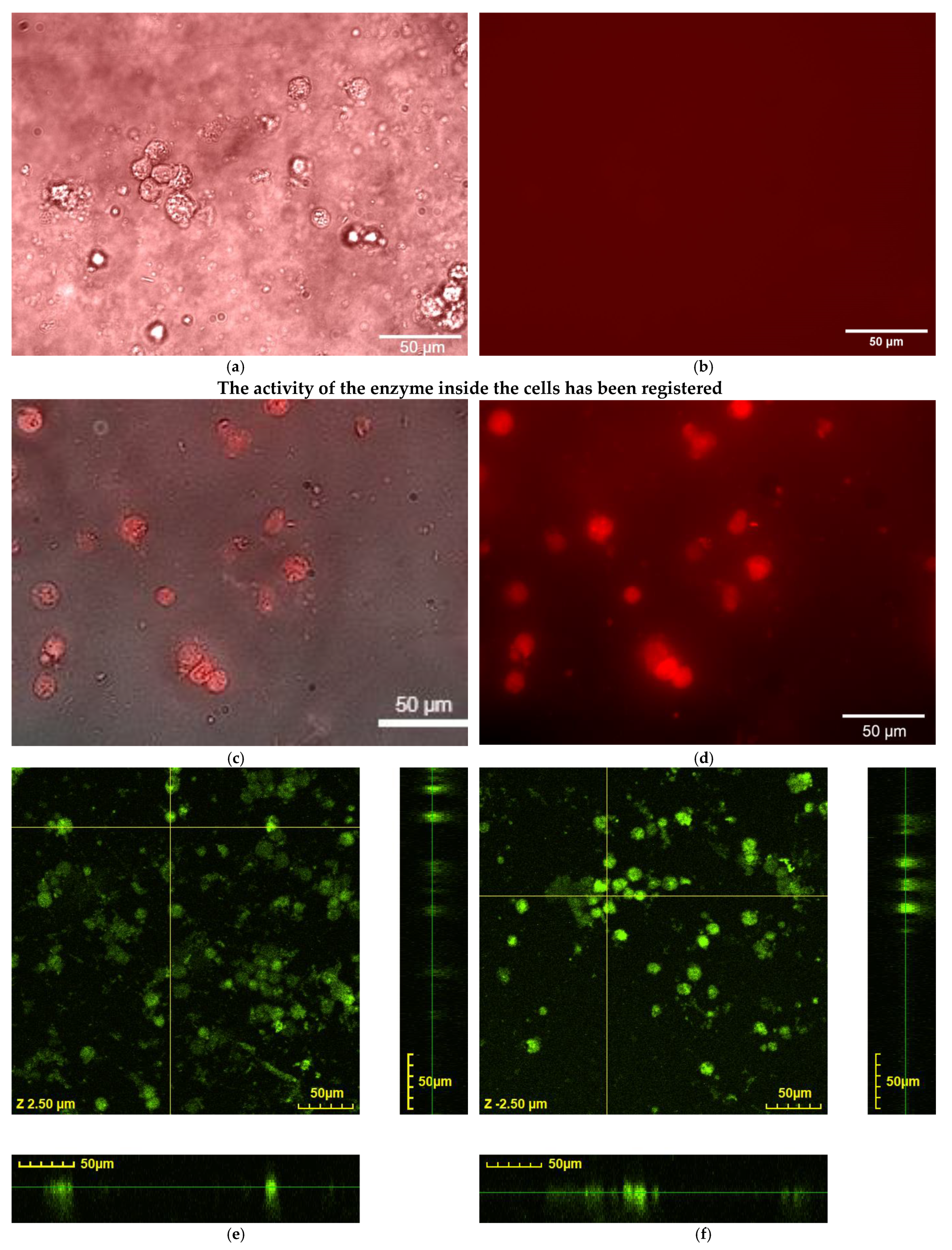 Biophysica 04 00024 g005