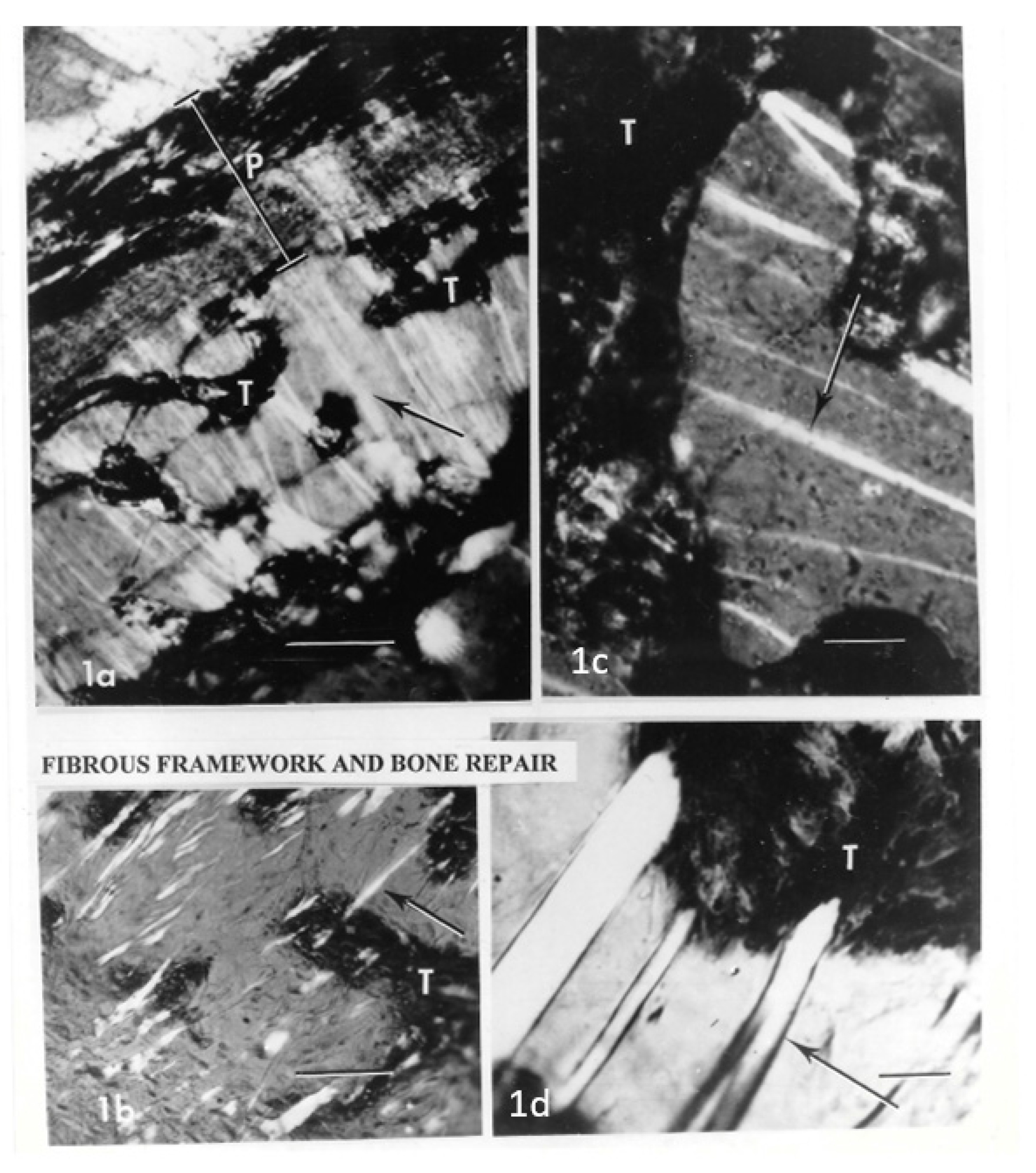 Biophysica 04 00026 g002