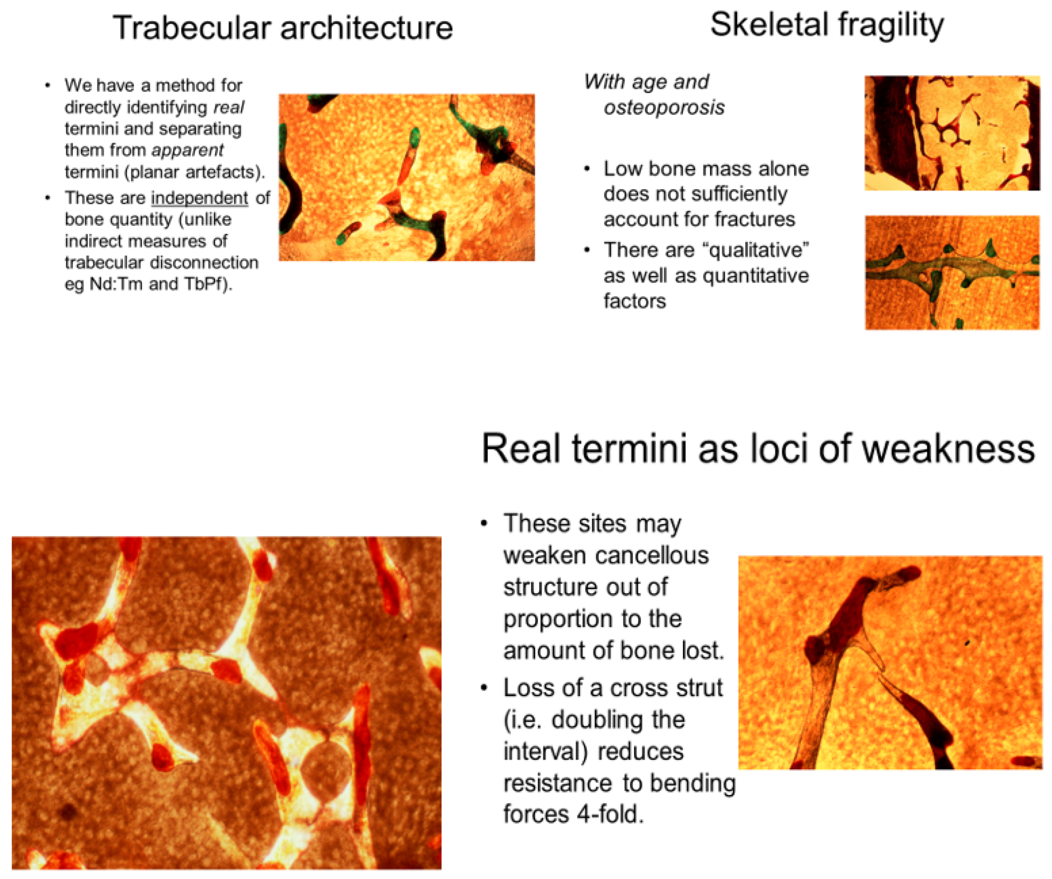 Biophysica 04 00026 g004