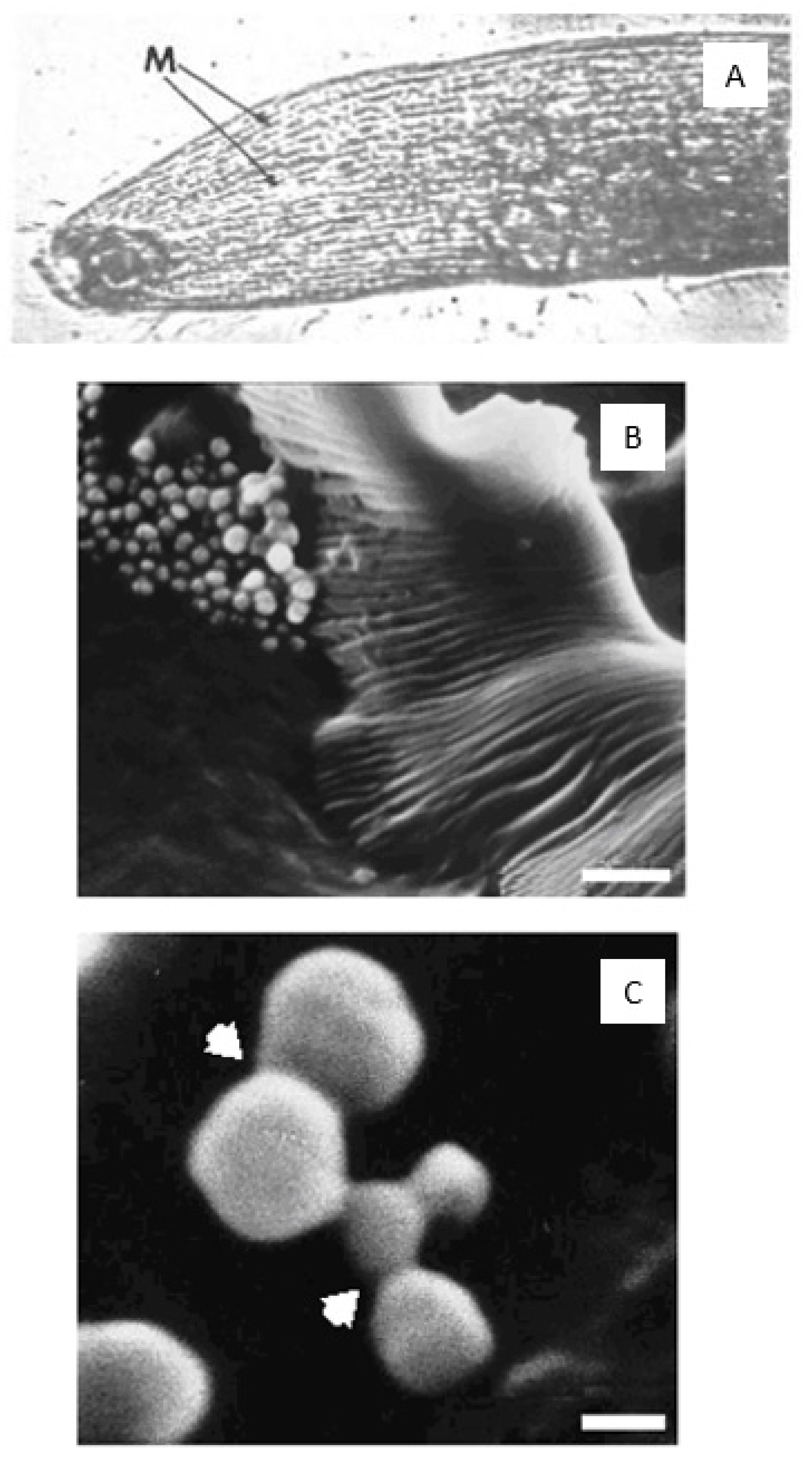 Biophysica 04 00026 g006