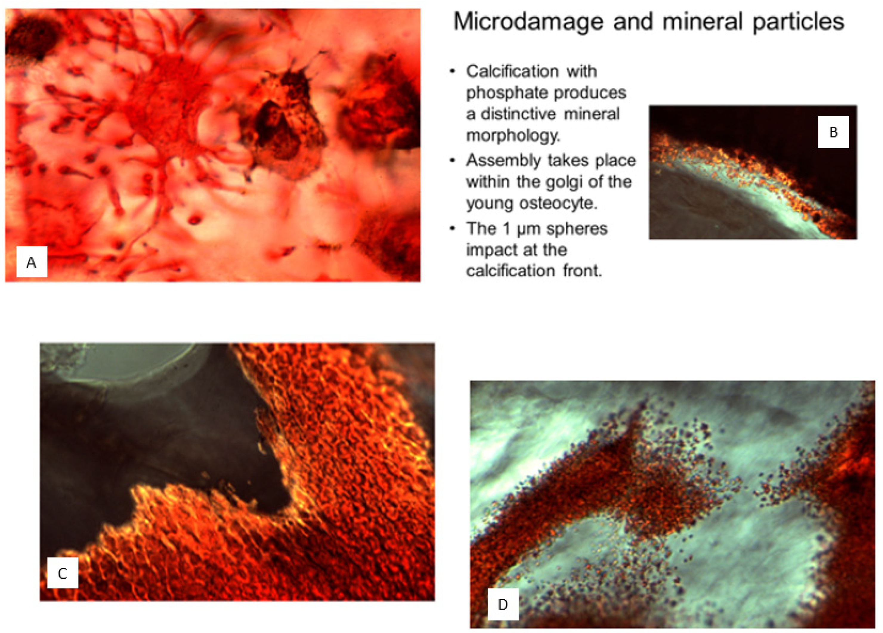 Biophysica 04 00026 g008