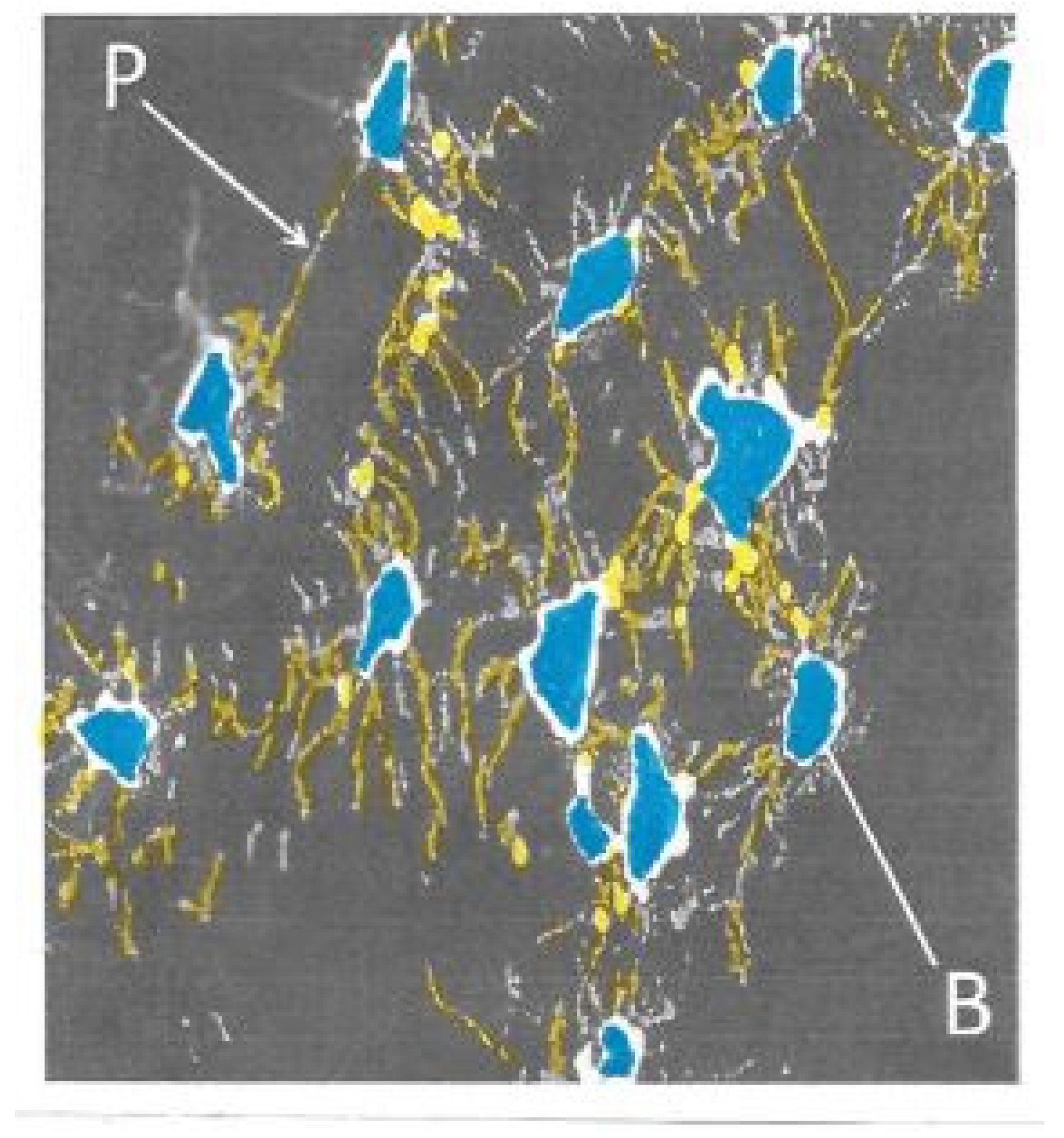 Biophysica 04 00026 g009
