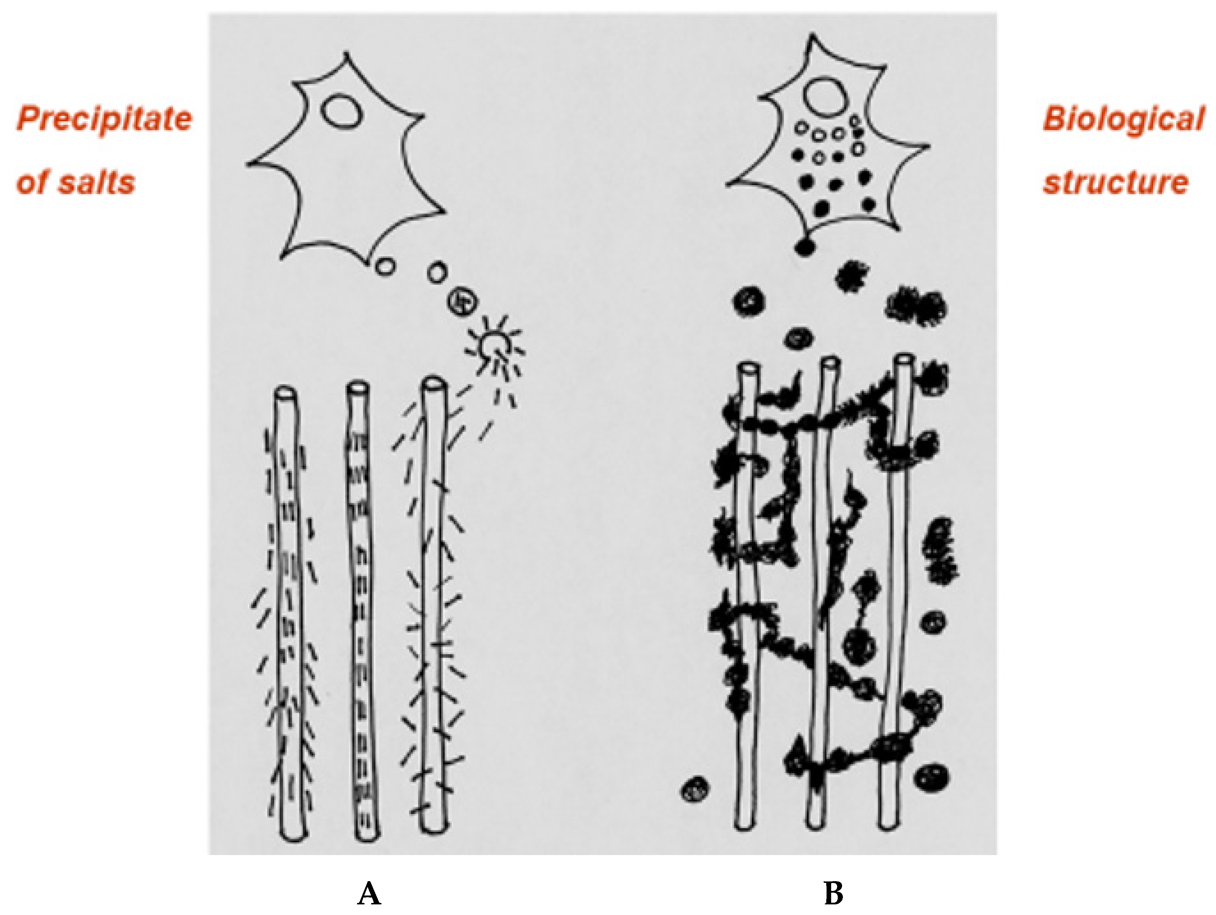 Biophysica 04 00026 g010