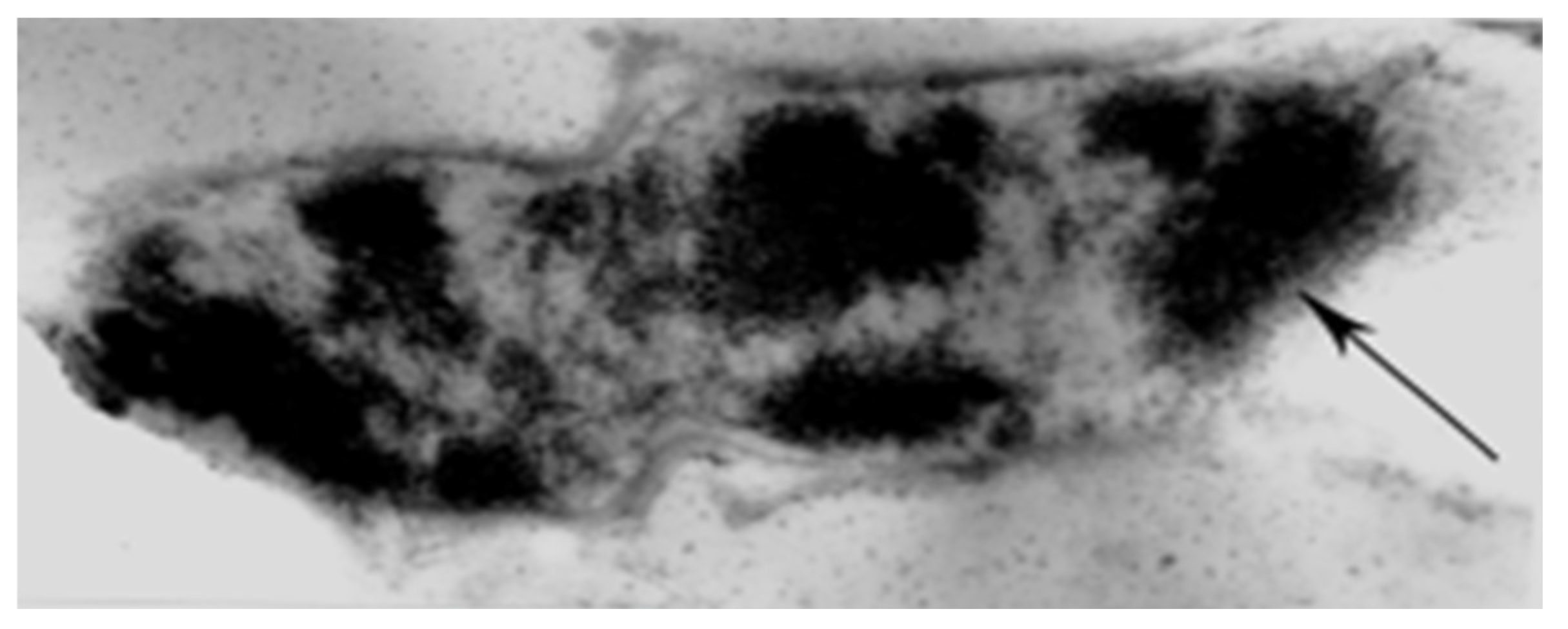 Biophysica 04 00026 g014