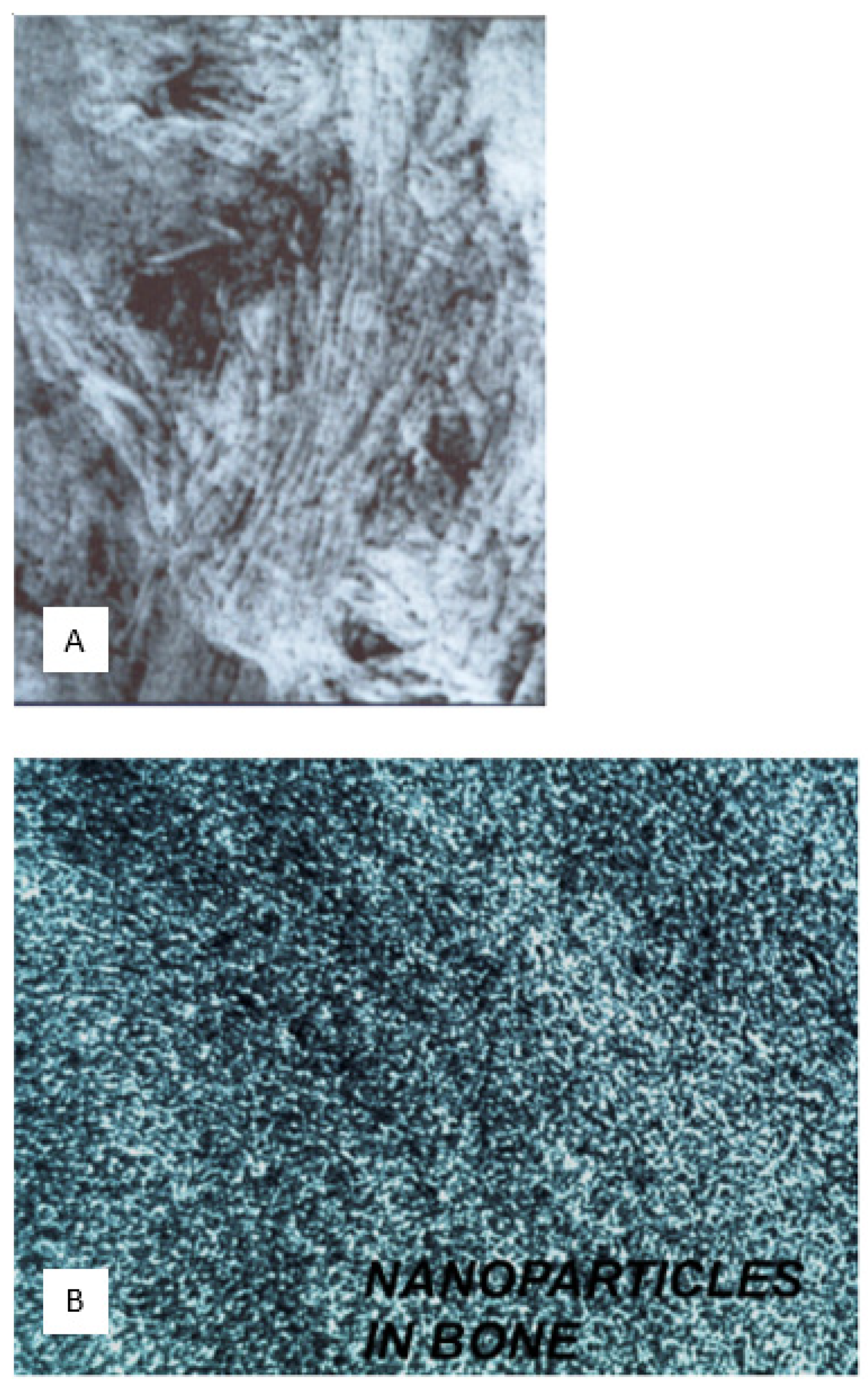 Biophysica 04 00026 g017