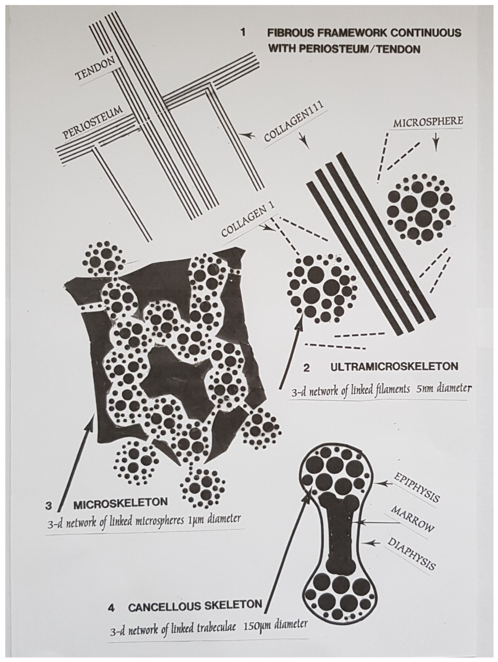 Biophysica 04 00026 g018