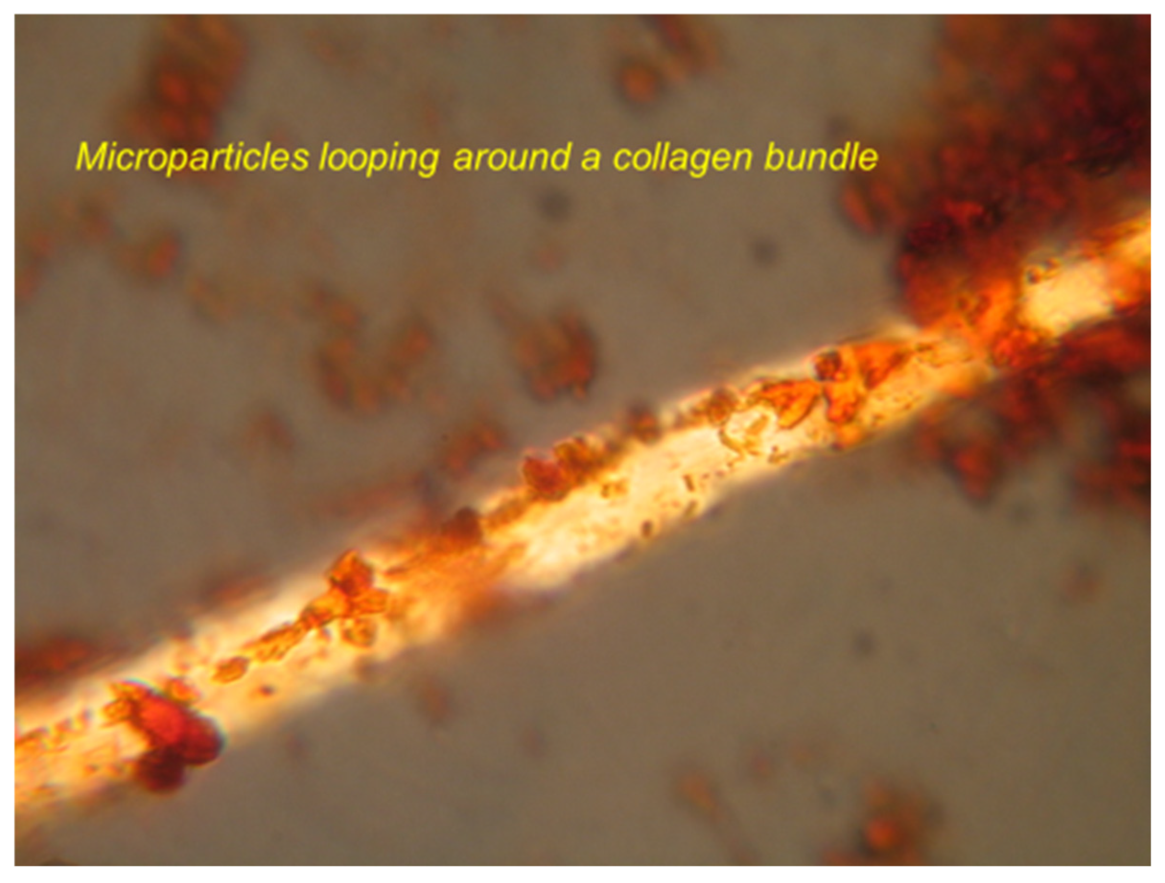 Biophysica 04 00026 g019