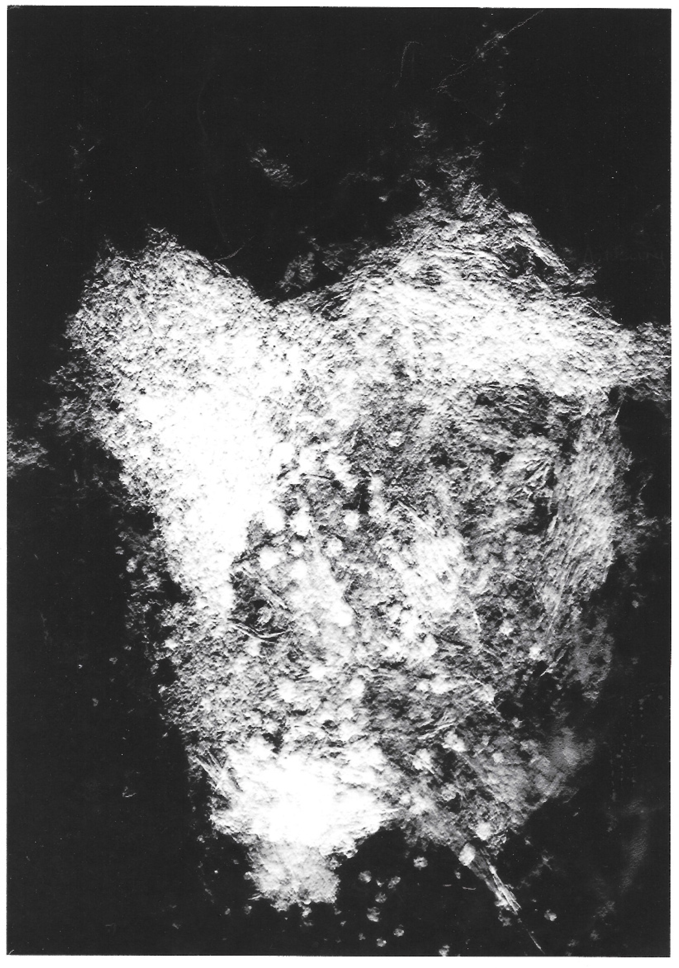 Biophysica 04 00026 g021