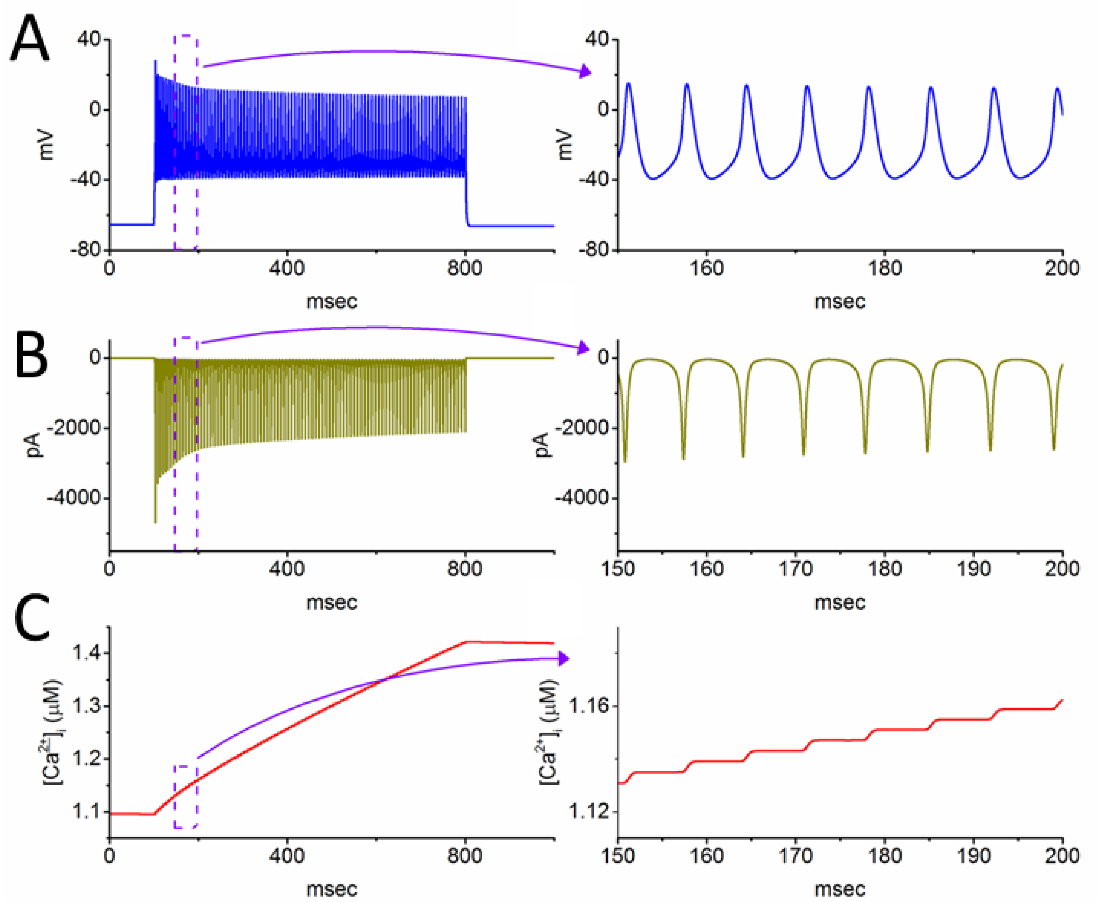 Biophysica 04 00032 g007