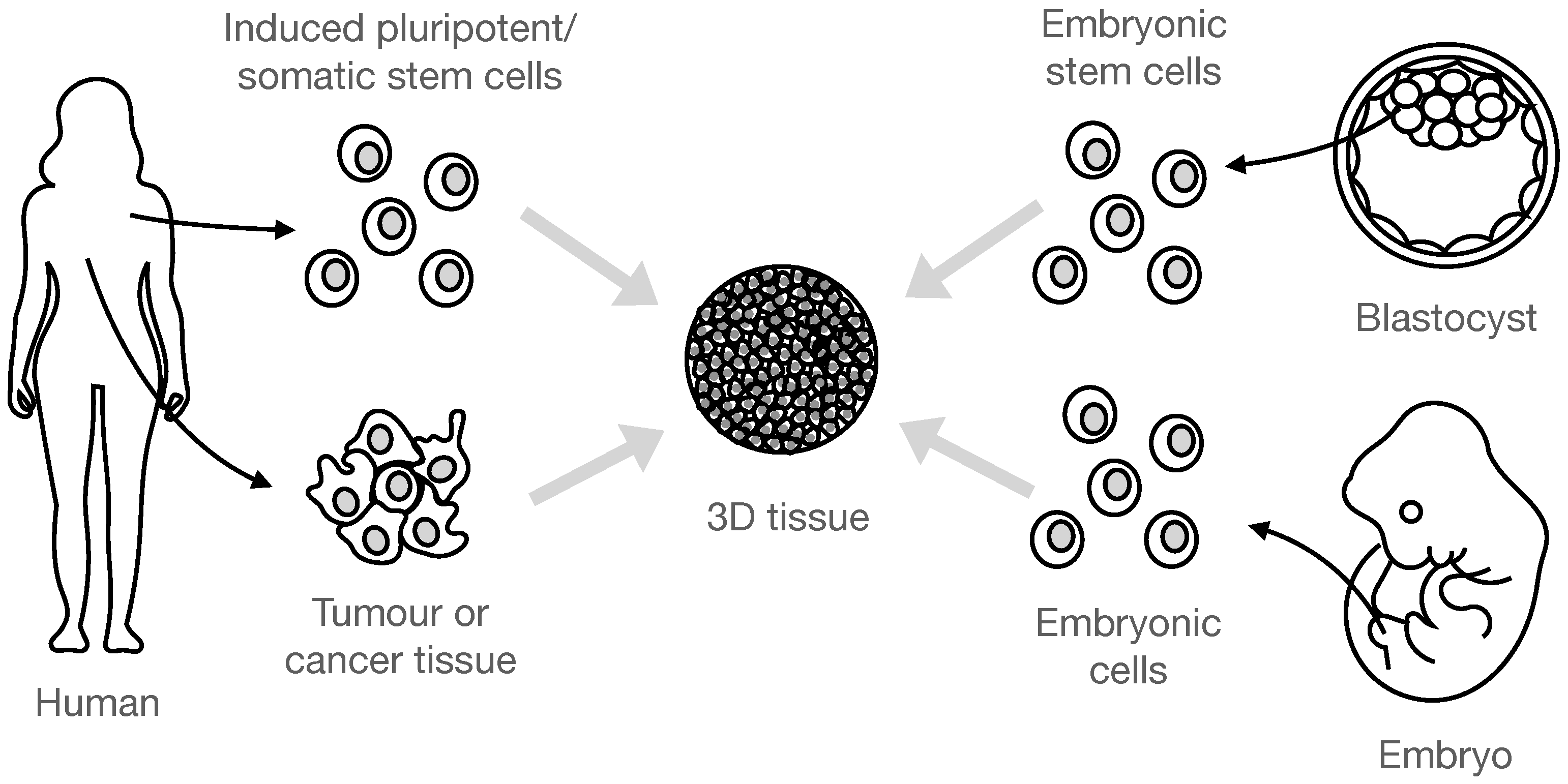 Biophysica 04 00040 g001