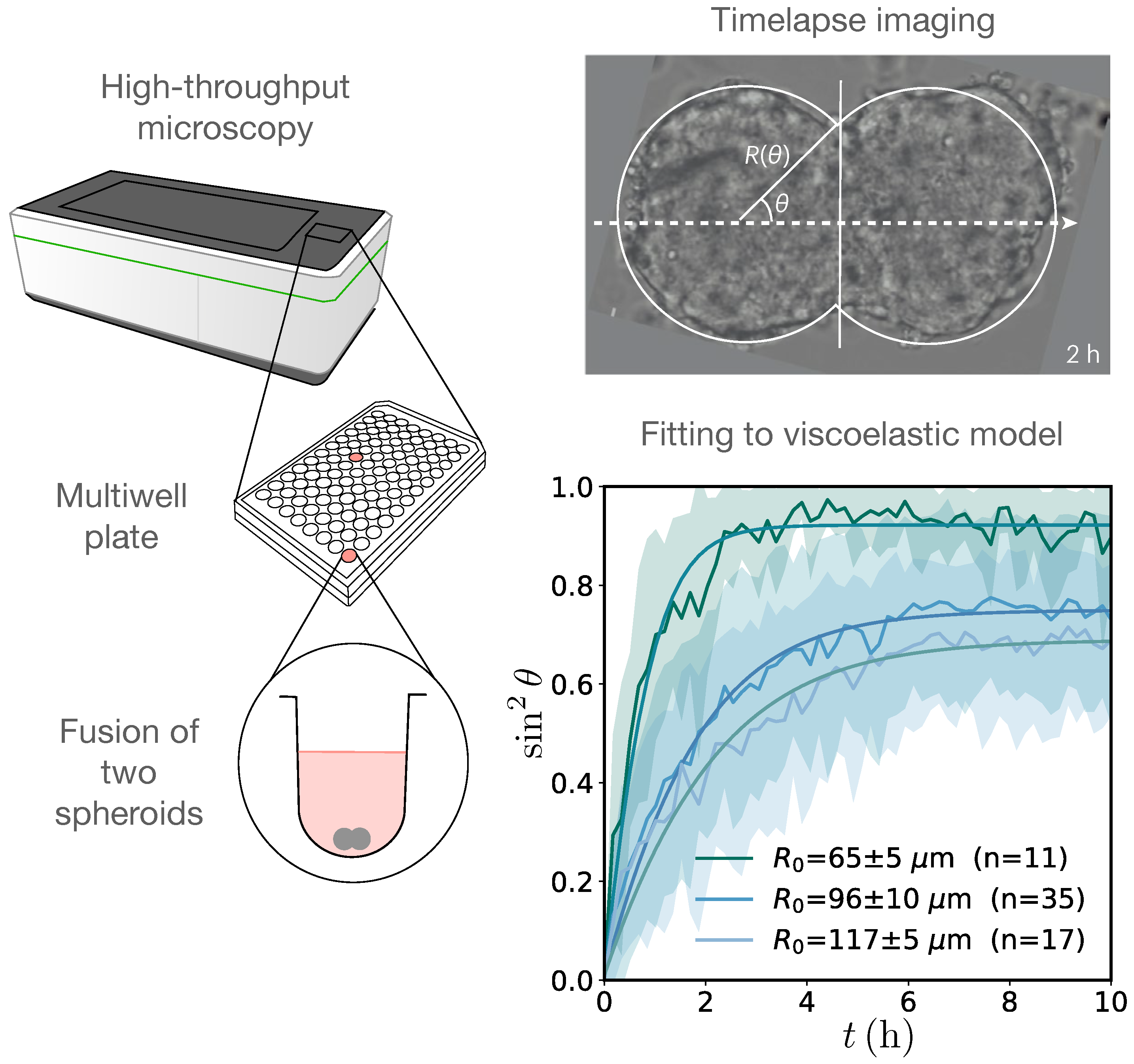 Biophysica 04 00040 g002