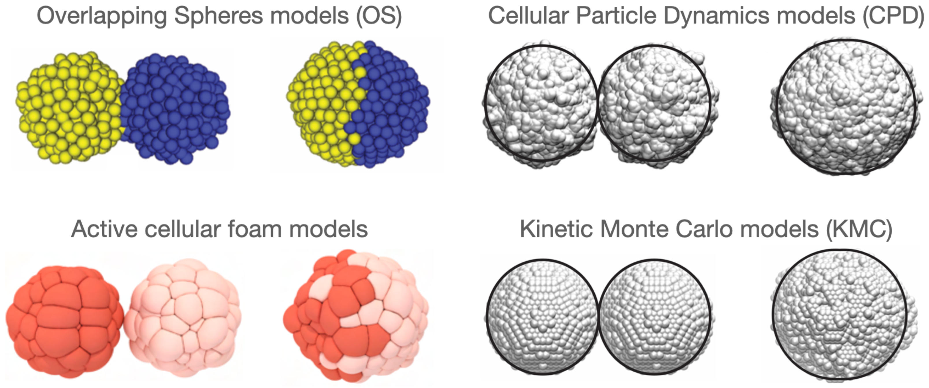 Biophysica 04 00040 g003
