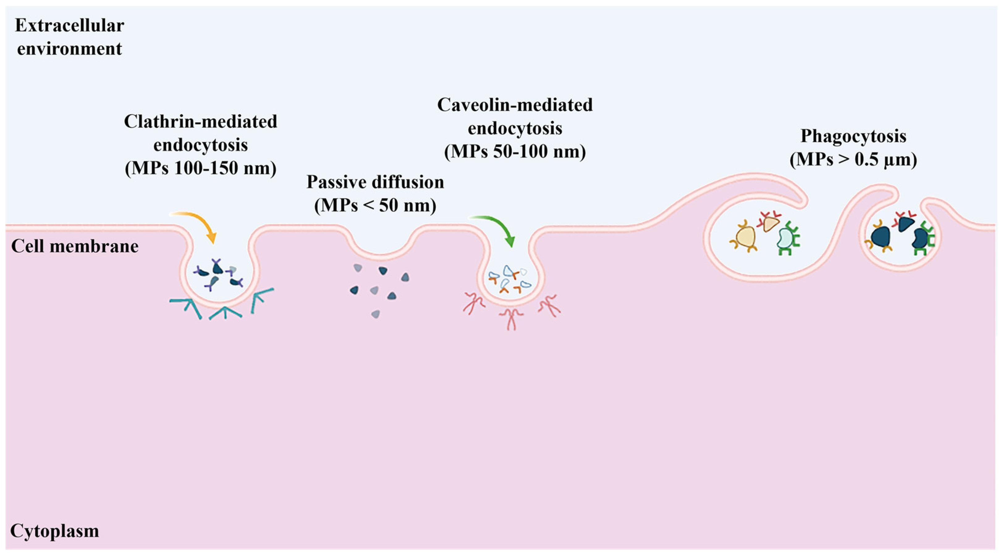 Biophysica 04 00047 g002