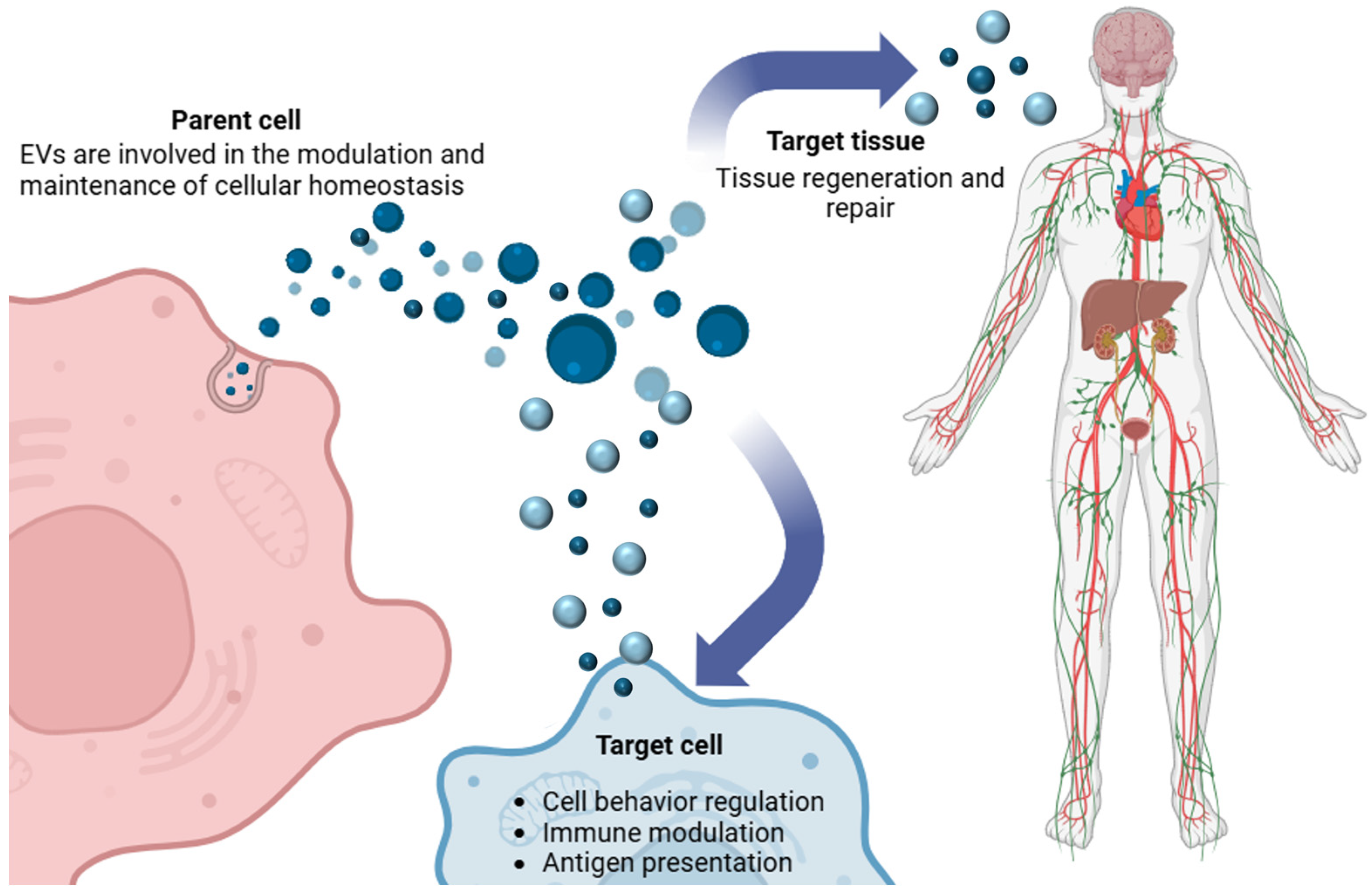 Biophysica 04 00047 g003