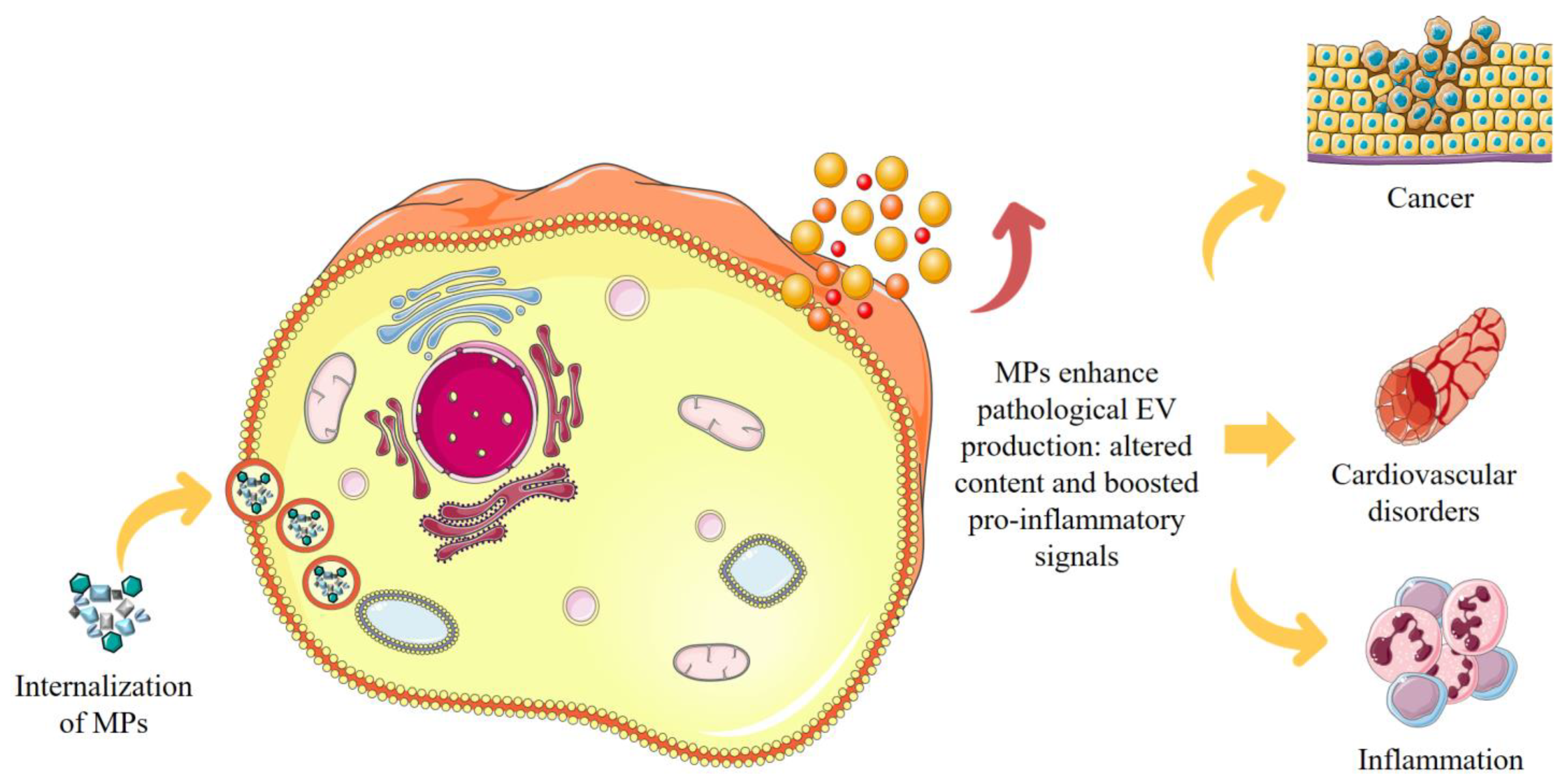 Biophysica 04 00047 g004