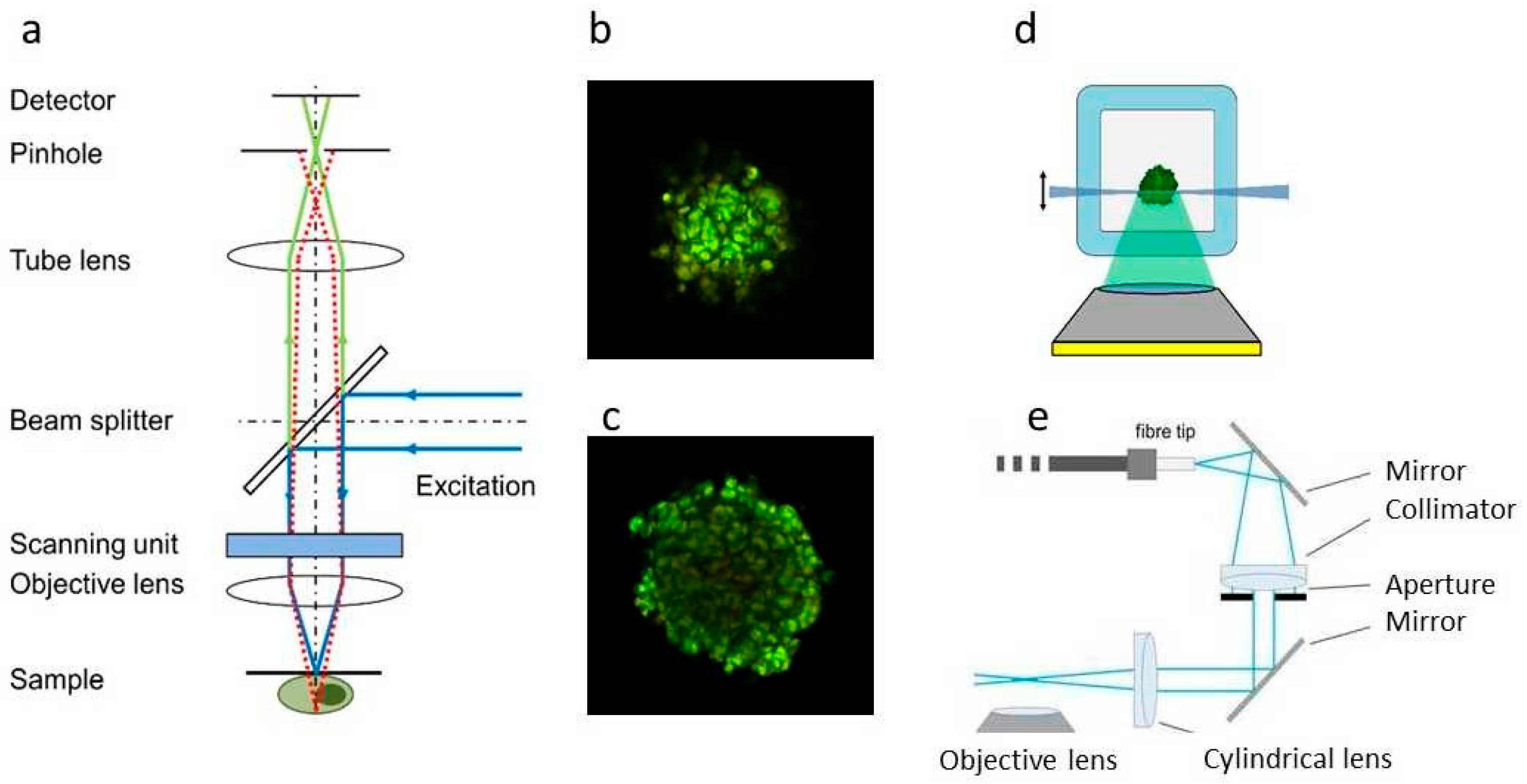 Biophysica 05 00001 g002