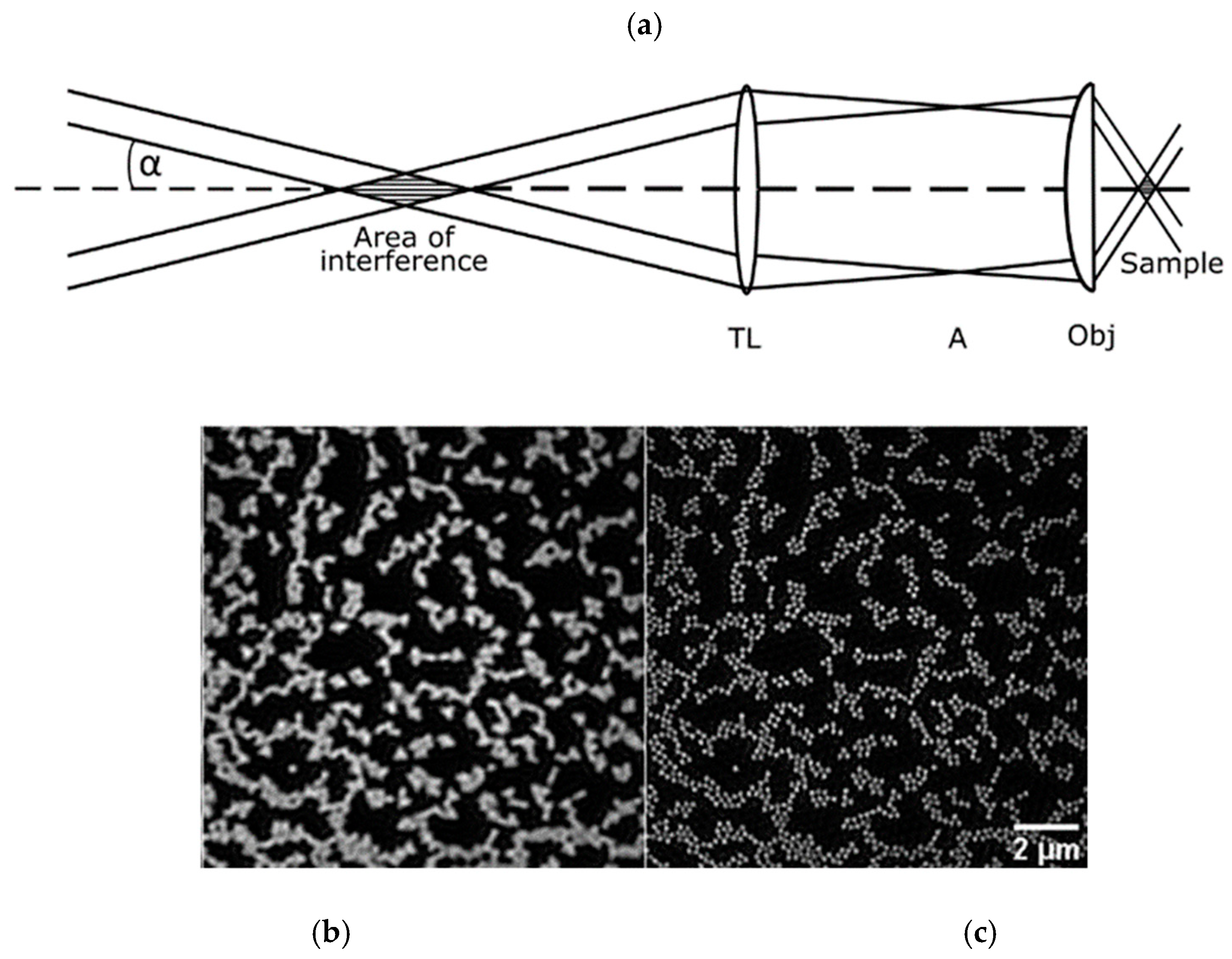 Biophysica 05 00001 g003