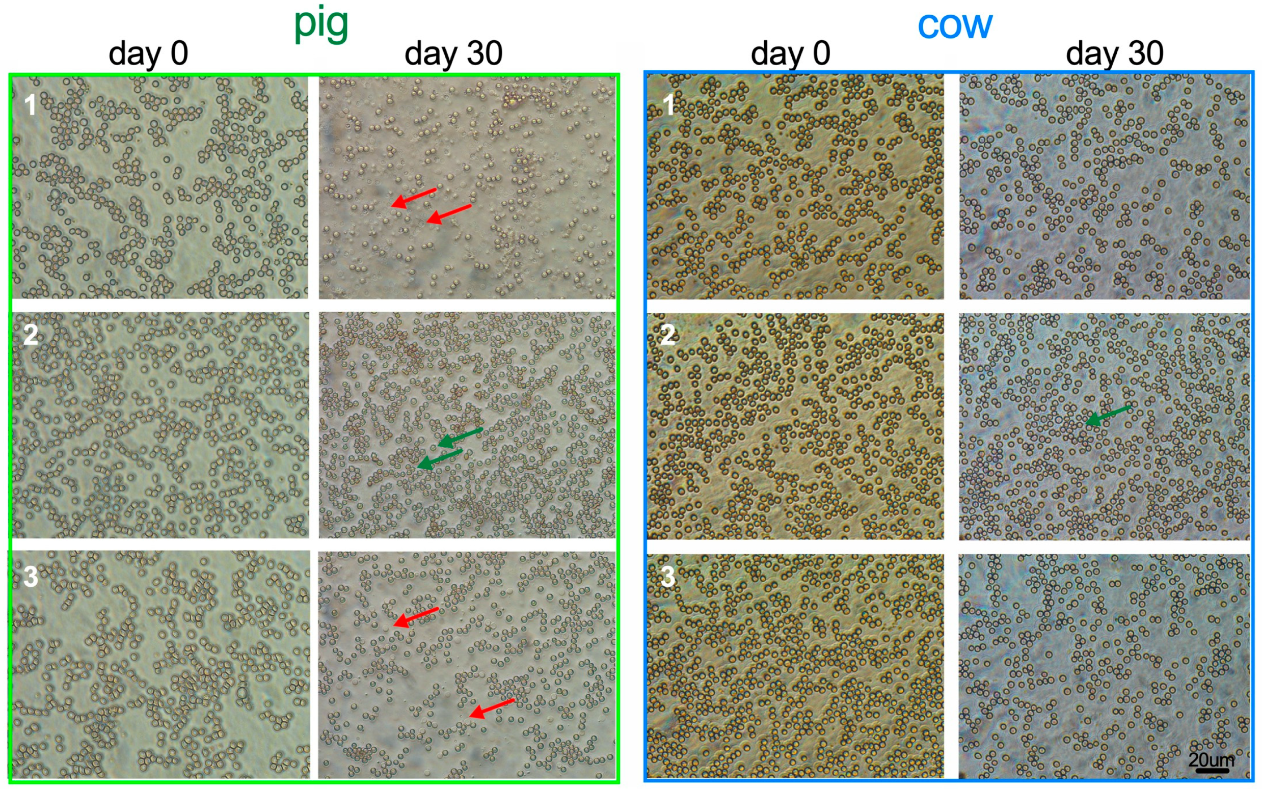 Biophysica 05 00003 g003