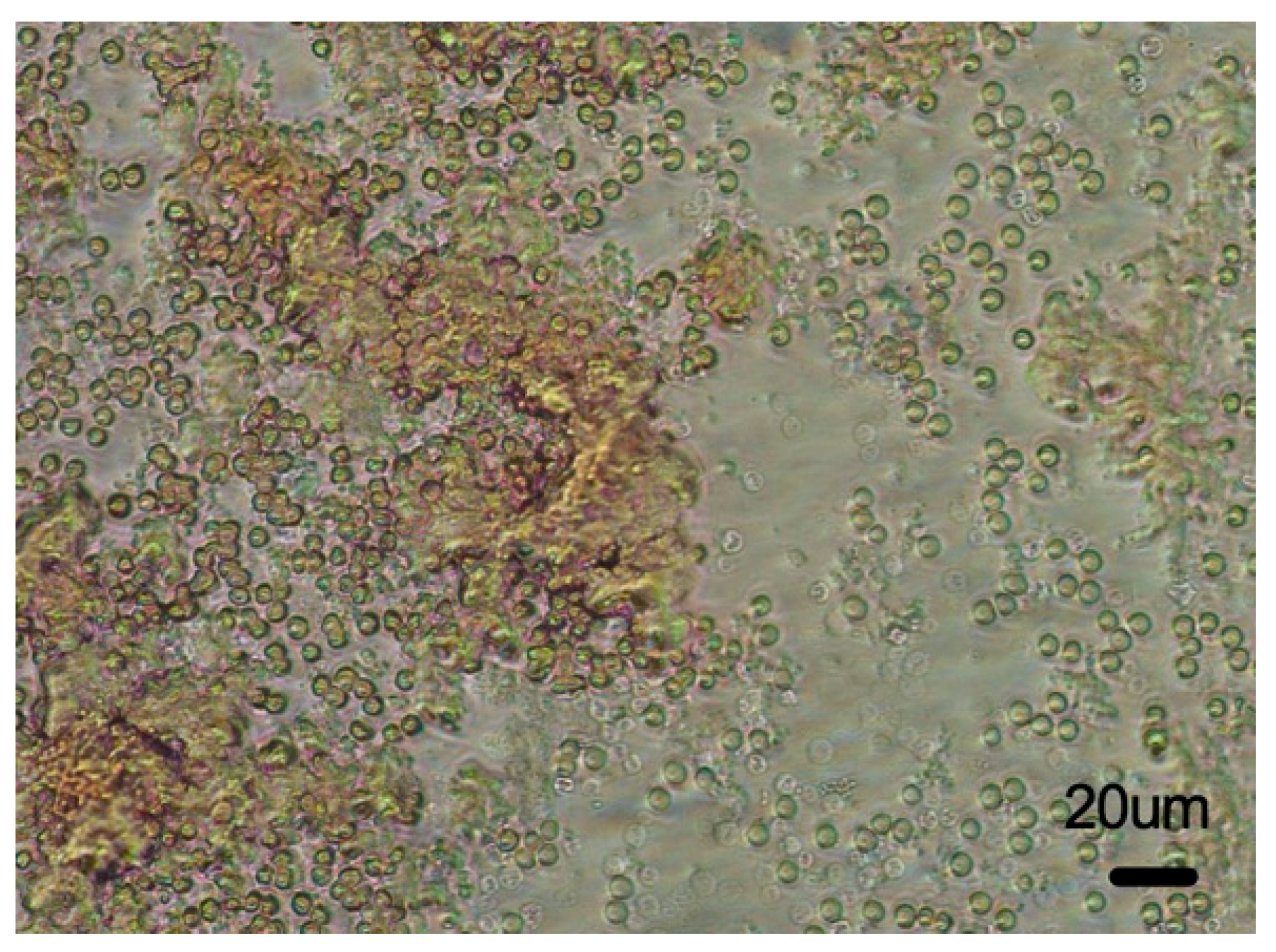 Biophysica 05 00003 g006