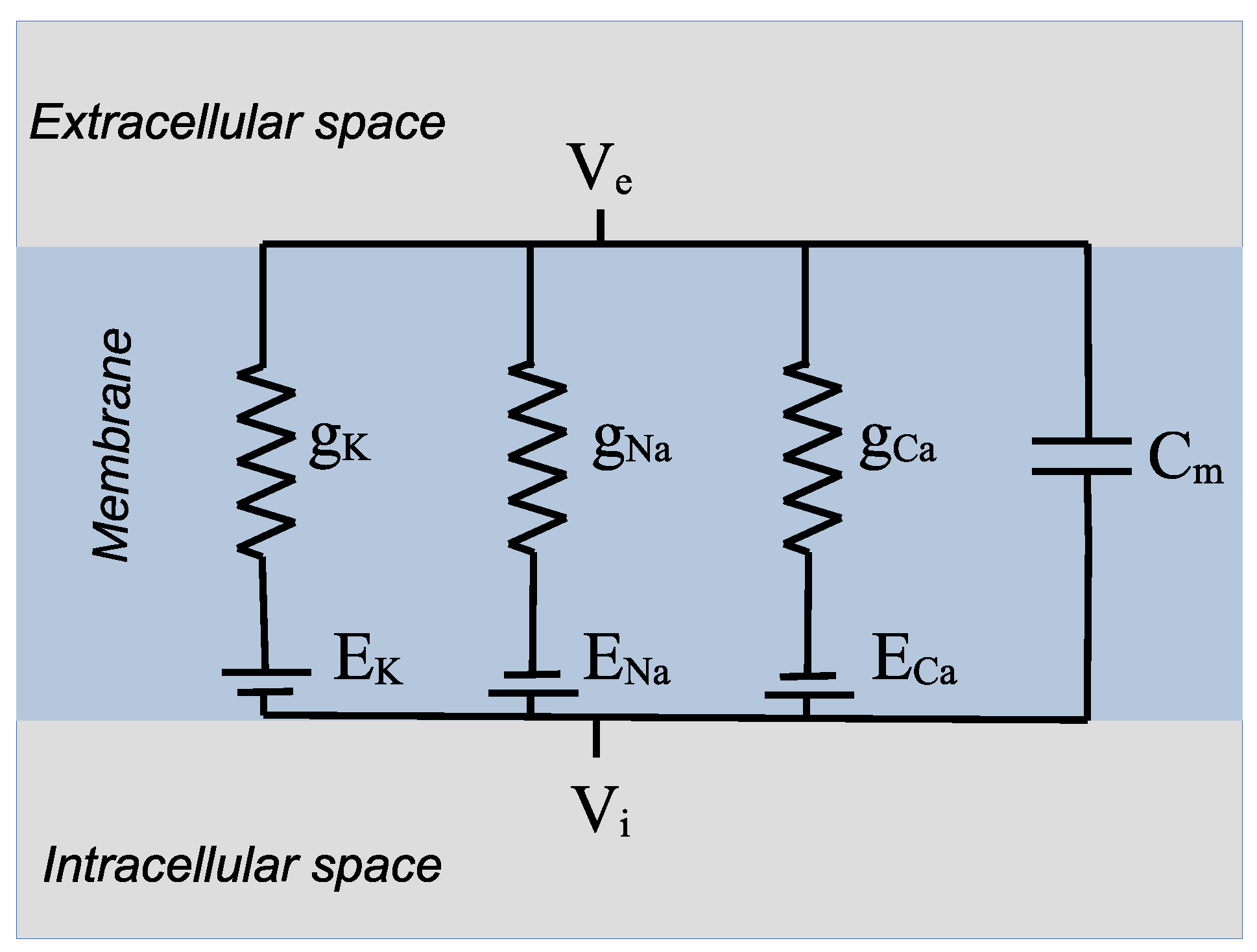 Biophysica 05 00005 g001