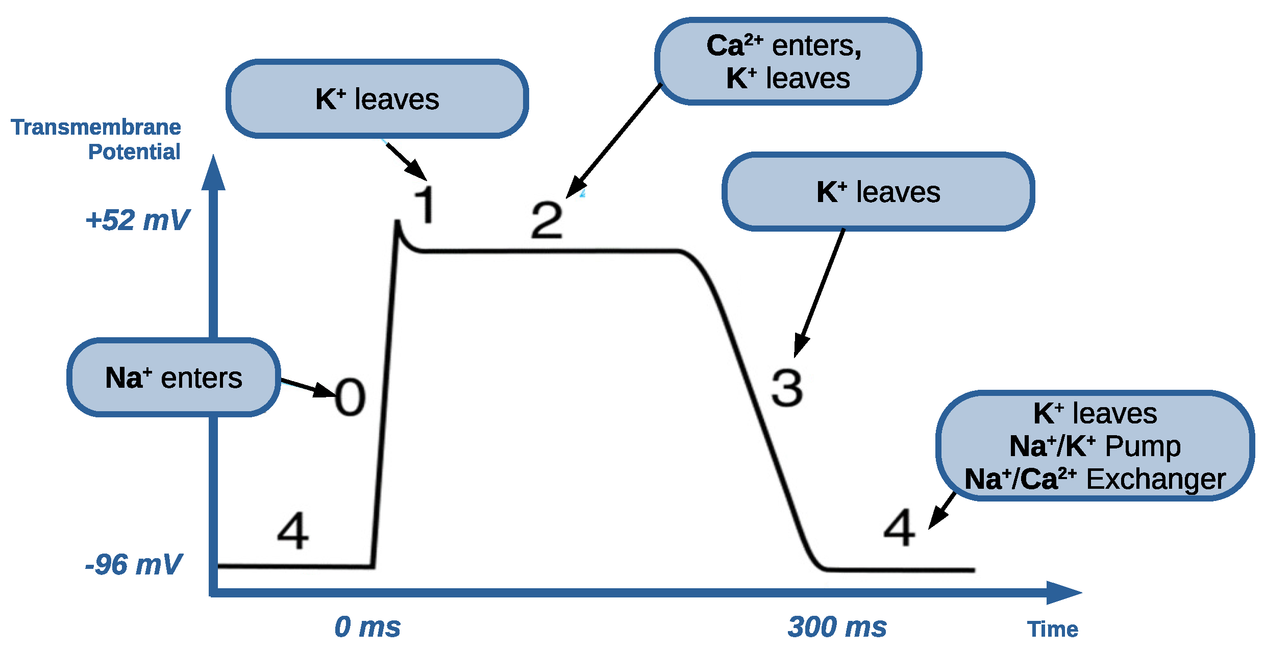 Biophysica 05 00005 g002