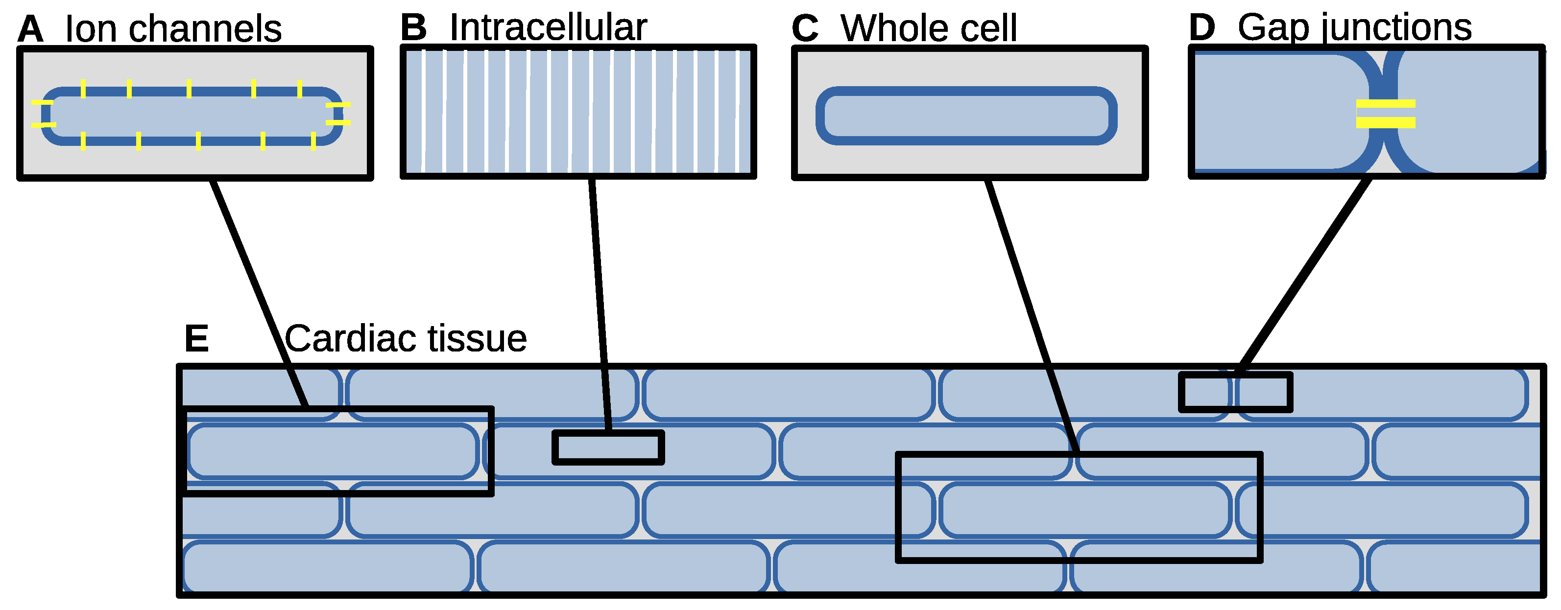 Biophysica 05 00005 g003