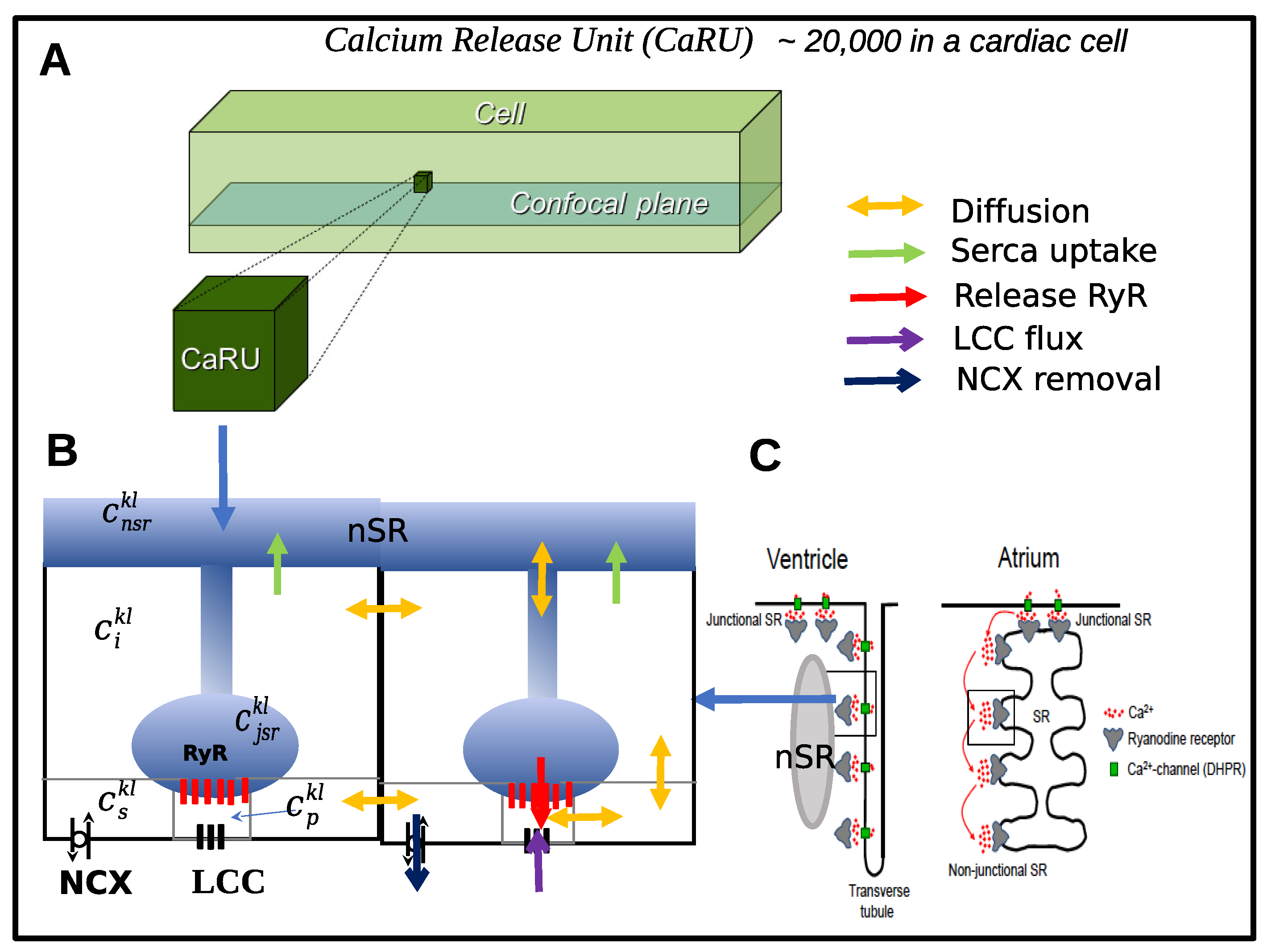Biophysica 05 00005 g005