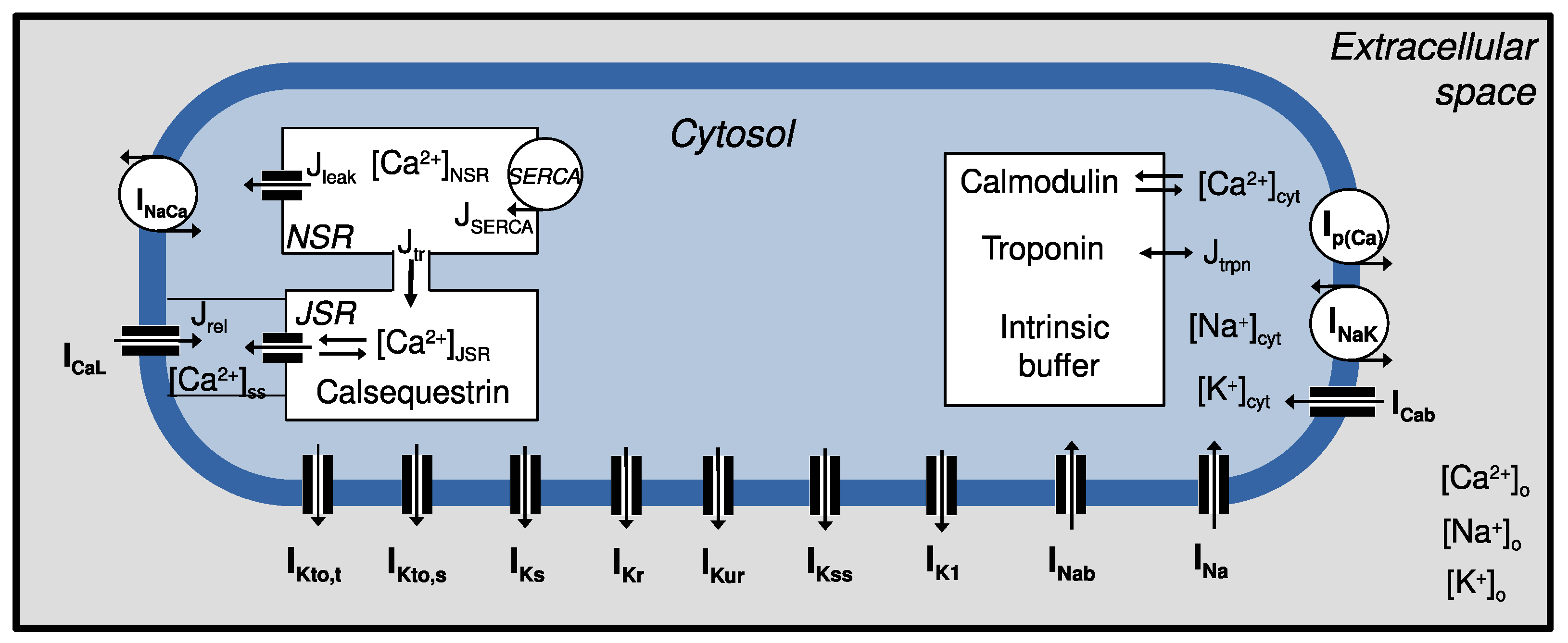 Biophysica 05 00005 g006