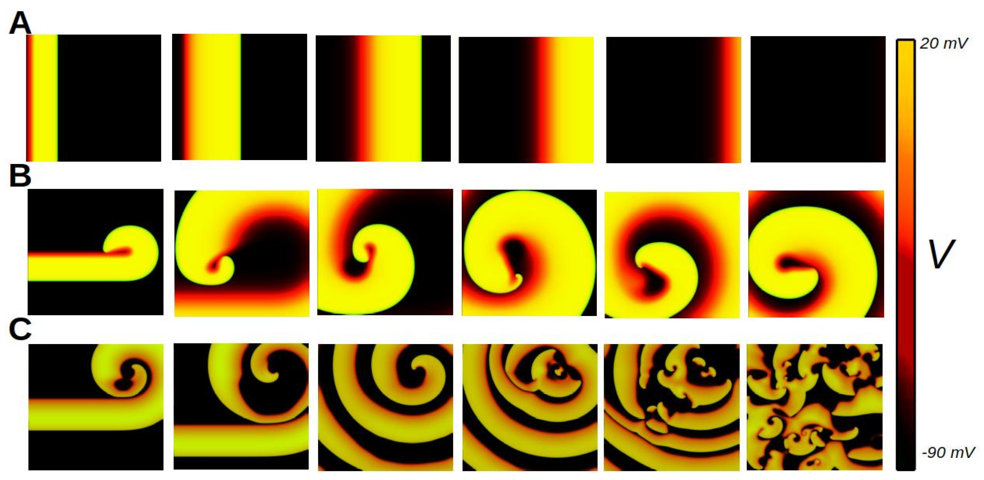 Biophysica 05 00005 g012