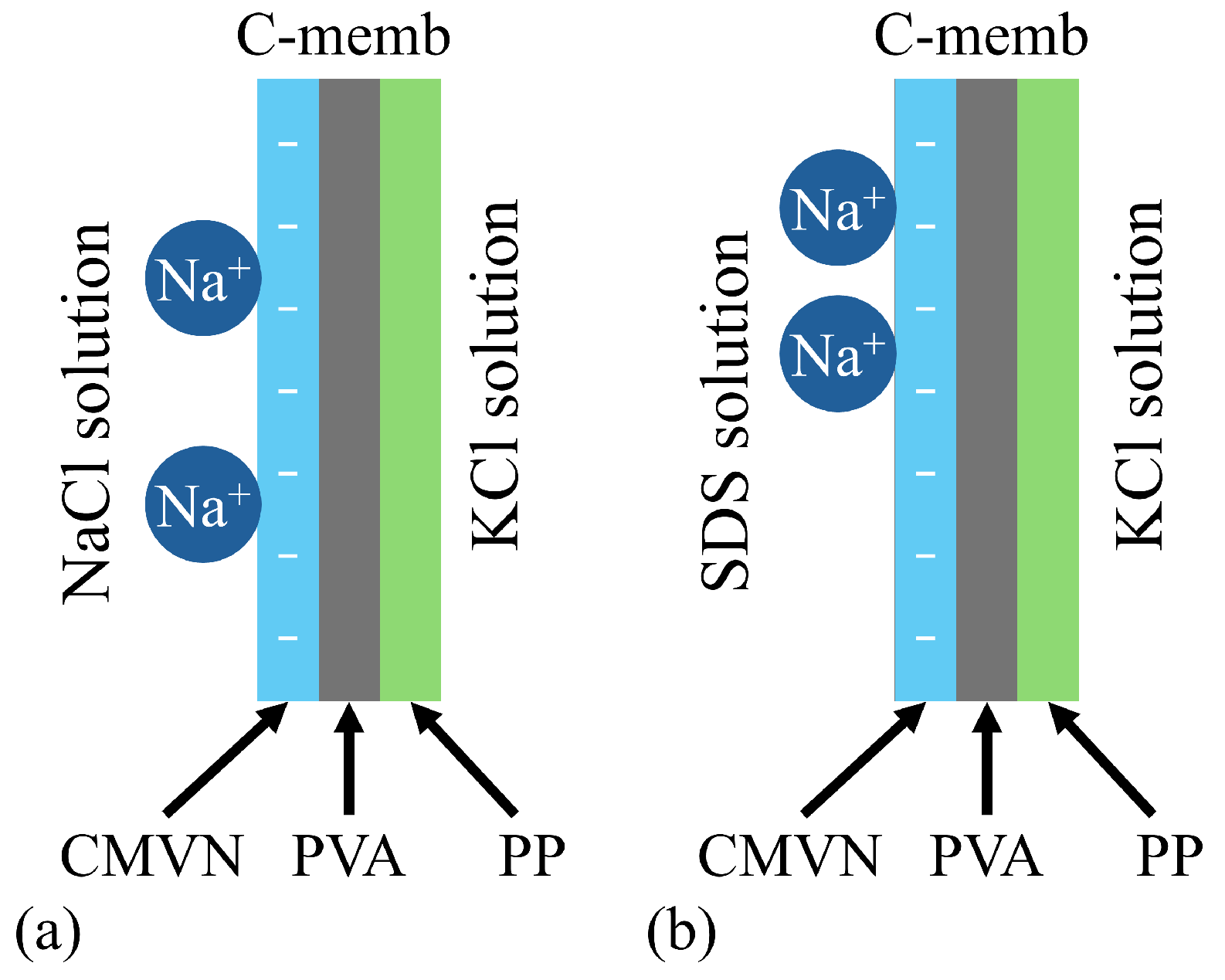 Biophysica 05 00010 g021