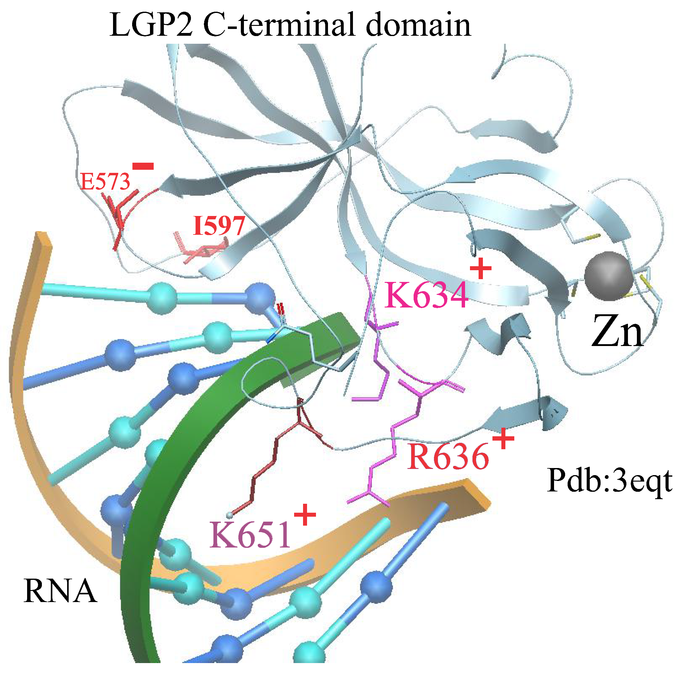 Biophysica 05 00011 g002