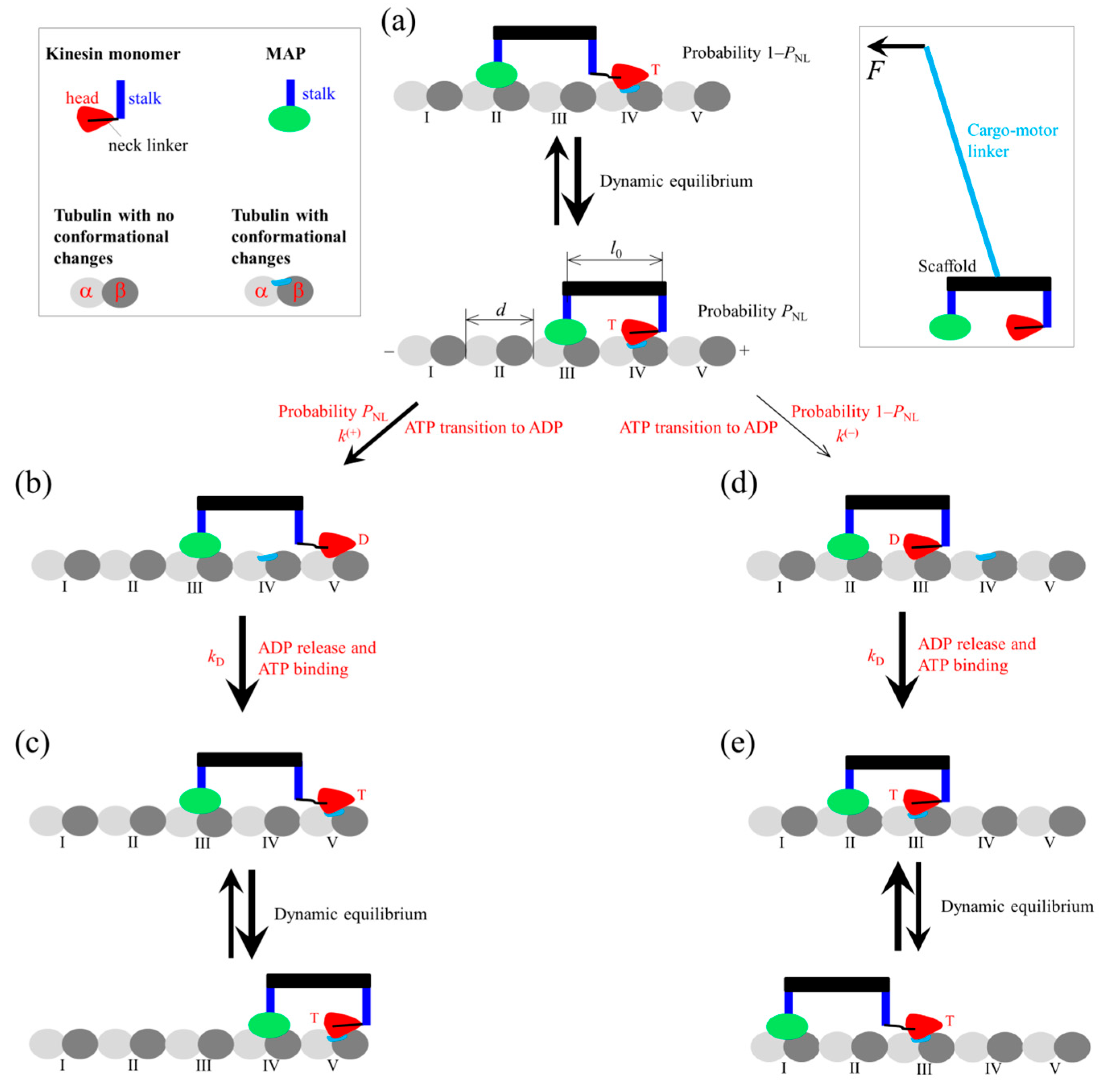 Biophysica 05 00026 g001 Biophysica 05 00026 g001