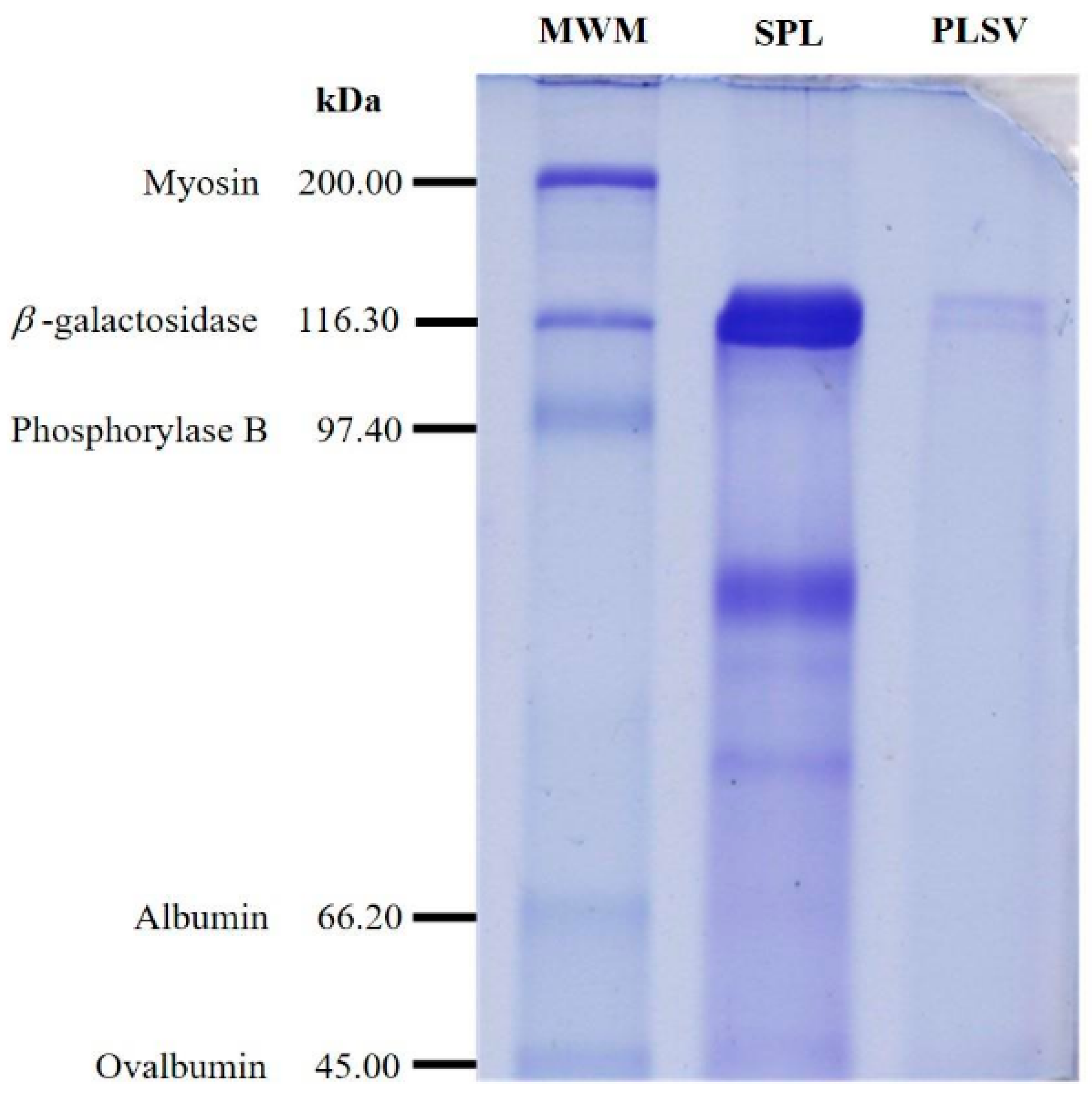 Biophysica 05 00035 g003 Biophysica 05 00035 g003