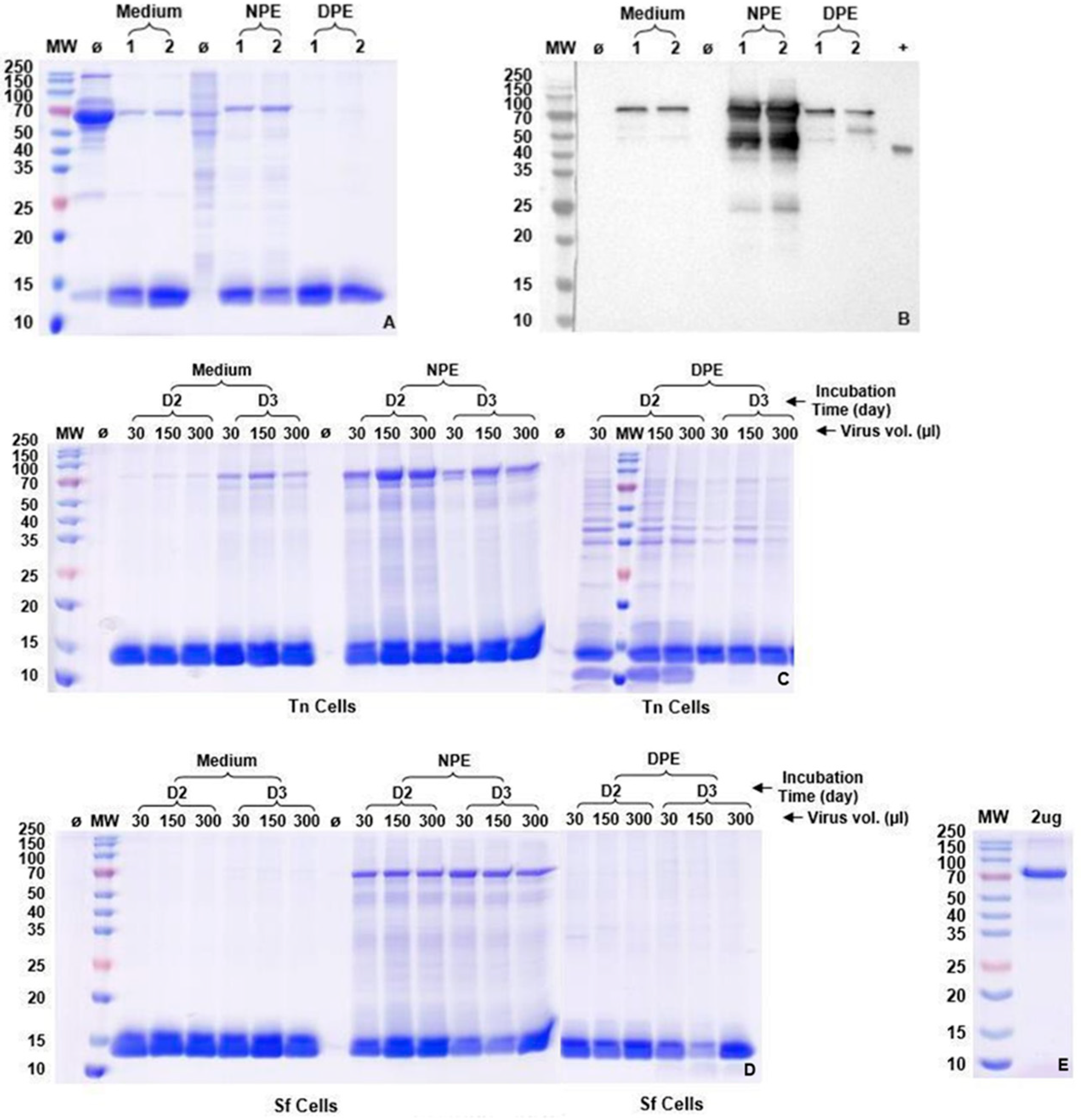 Biophysica 05 00036 g002 Biophysica 05 00036 g002