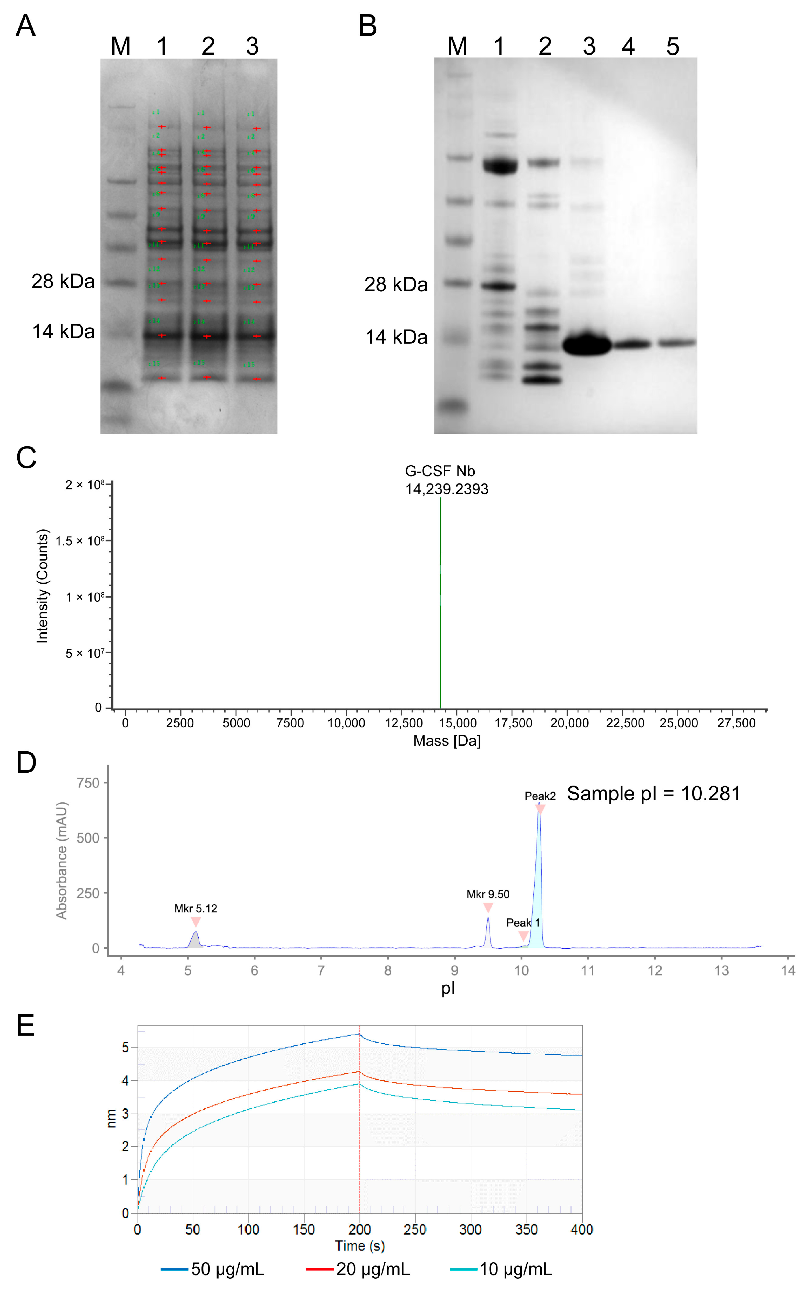 Biophysica 05 00047 g002