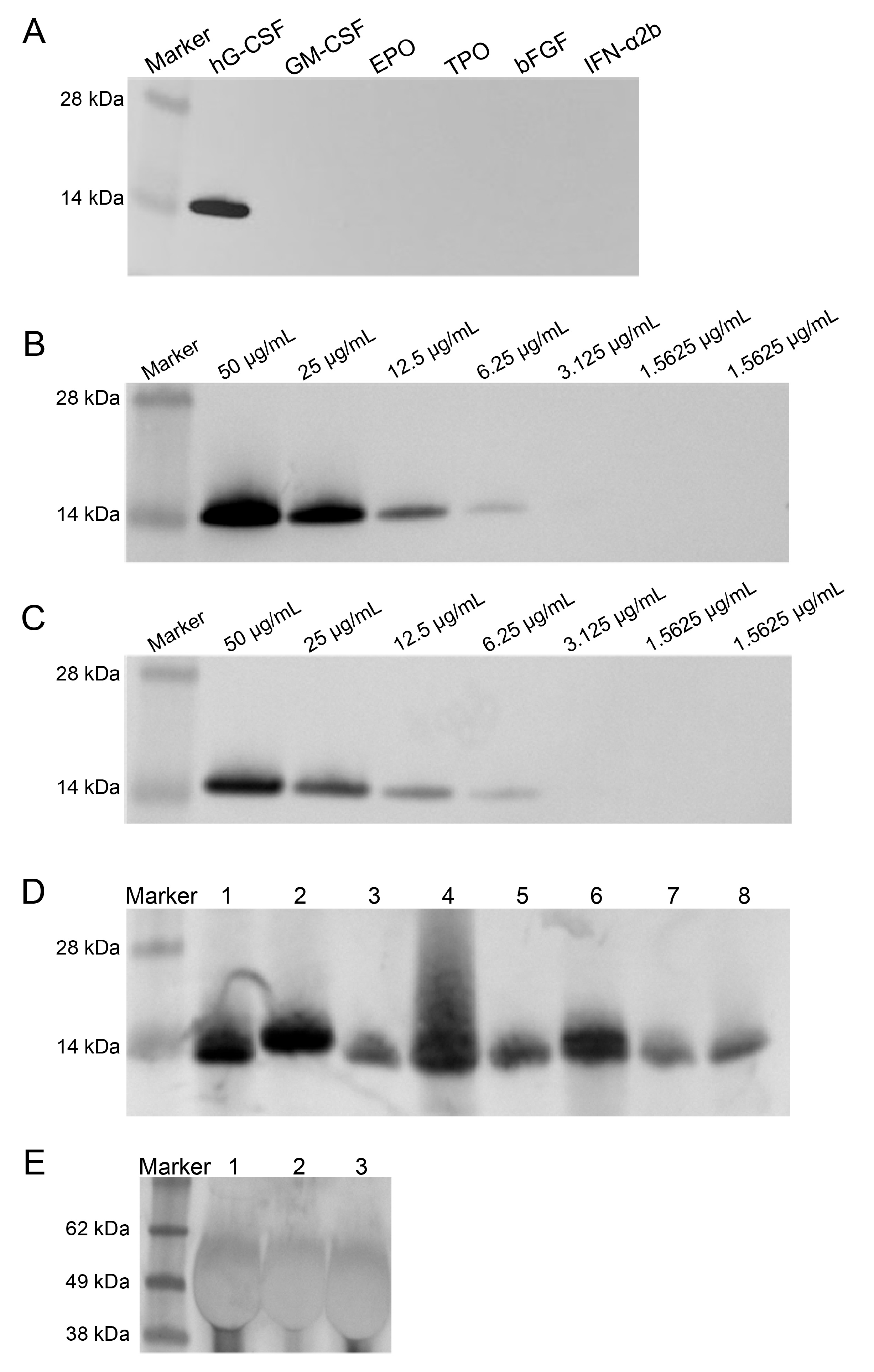 Biophysica 05 00047 g003