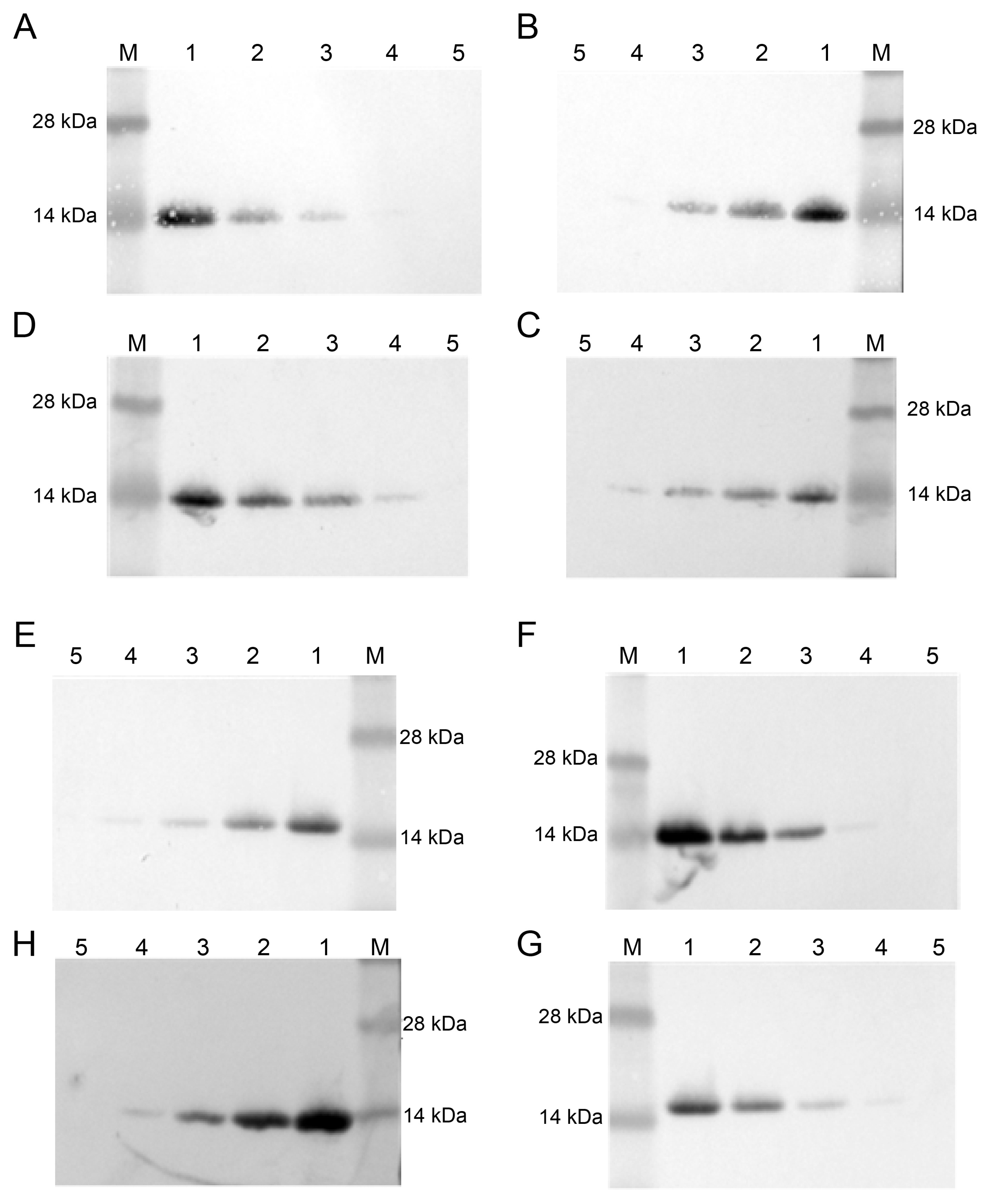 Biophysica 05 00047 g004