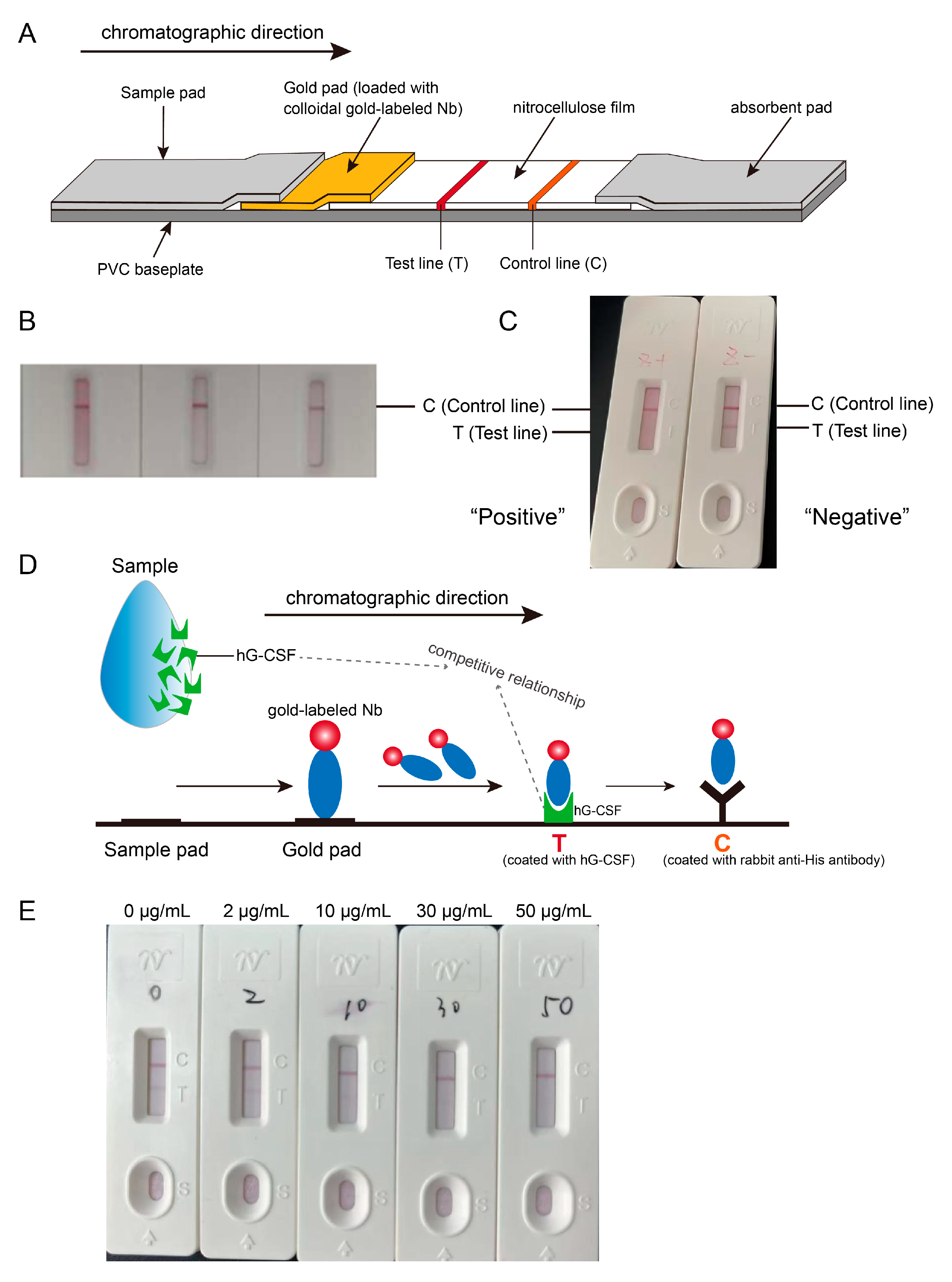 Biophysica 05 00047 g005