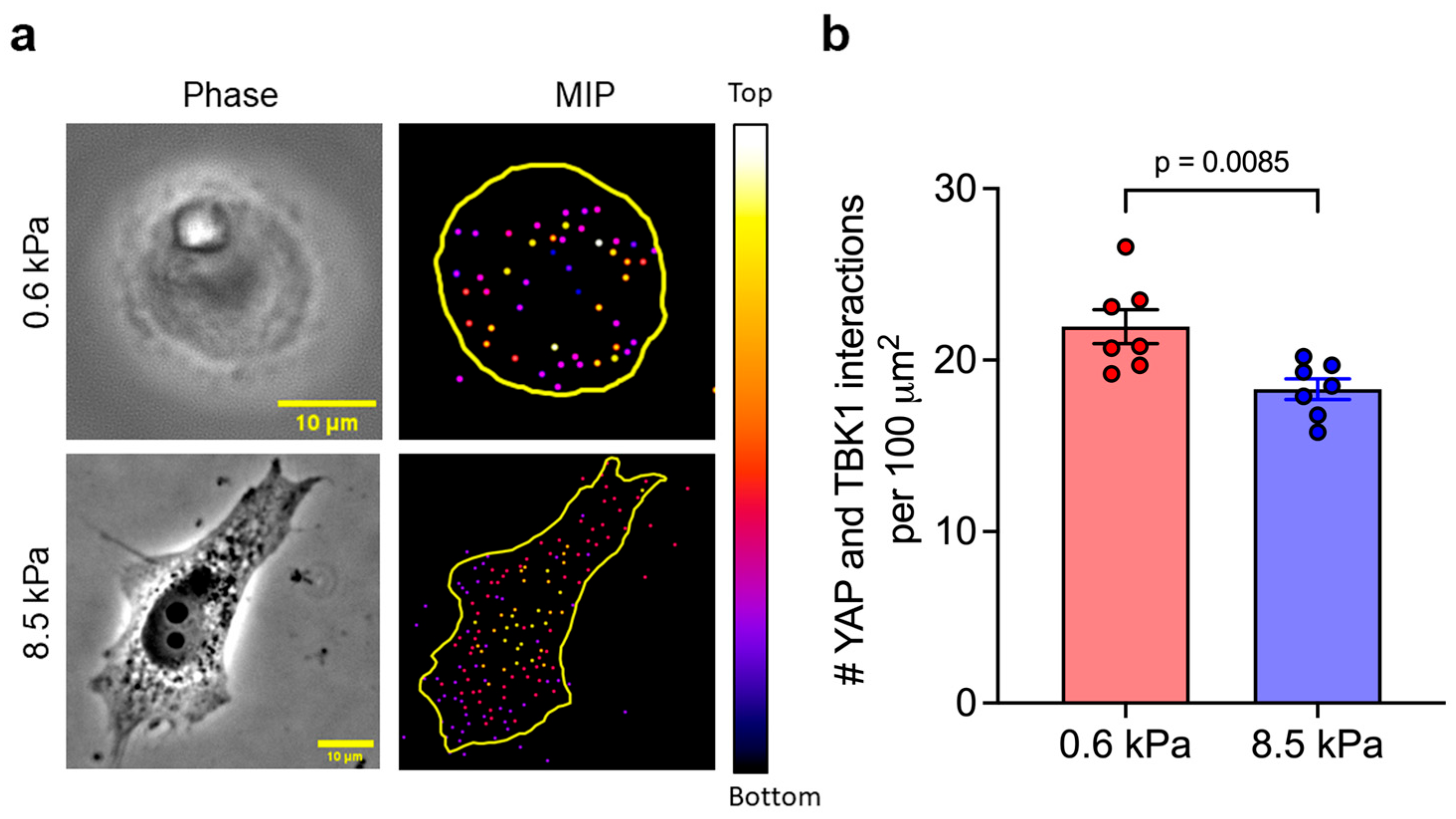 Biophysica 05 00051 g004 Biophysica 05 00051 g004